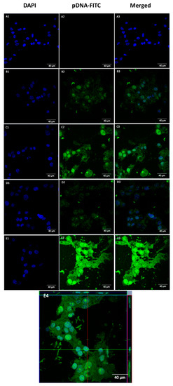 Development of WRAP5 Peptide Complexes for Targeted Drug