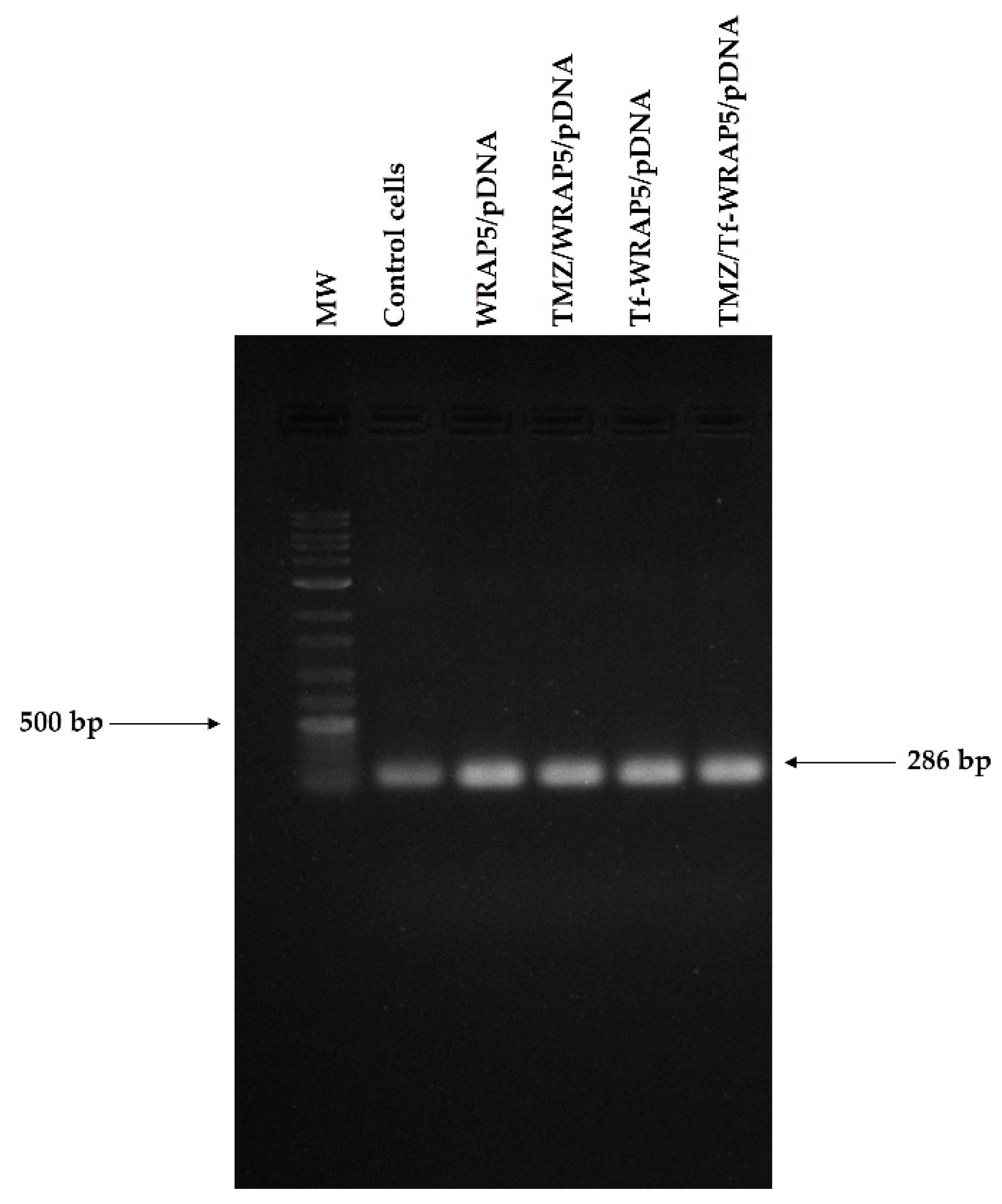 Pharmaceutics 14 02213 g006 Pharmaceutics 14 02213 g006