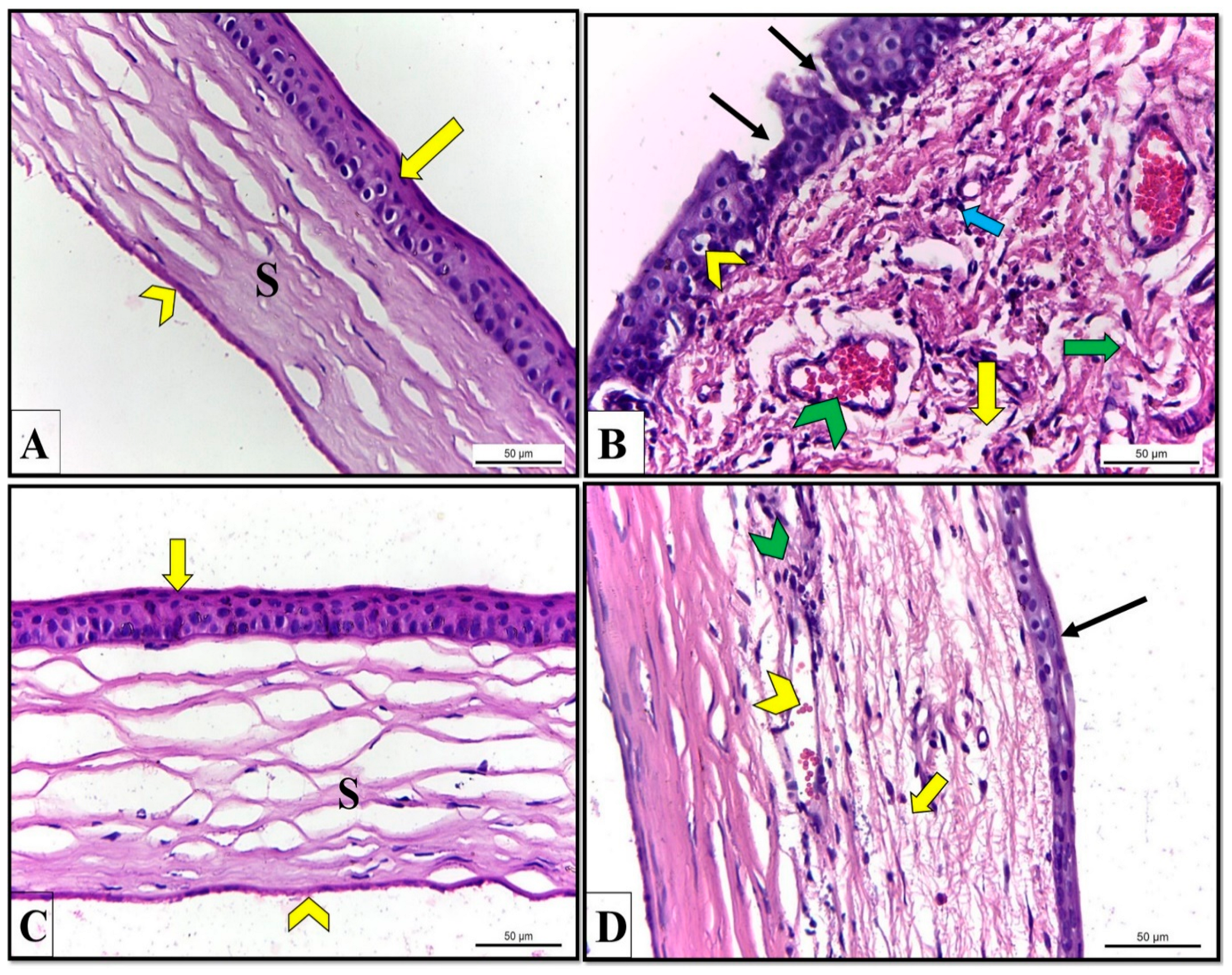 Pharmaceutics 14 02215 g010