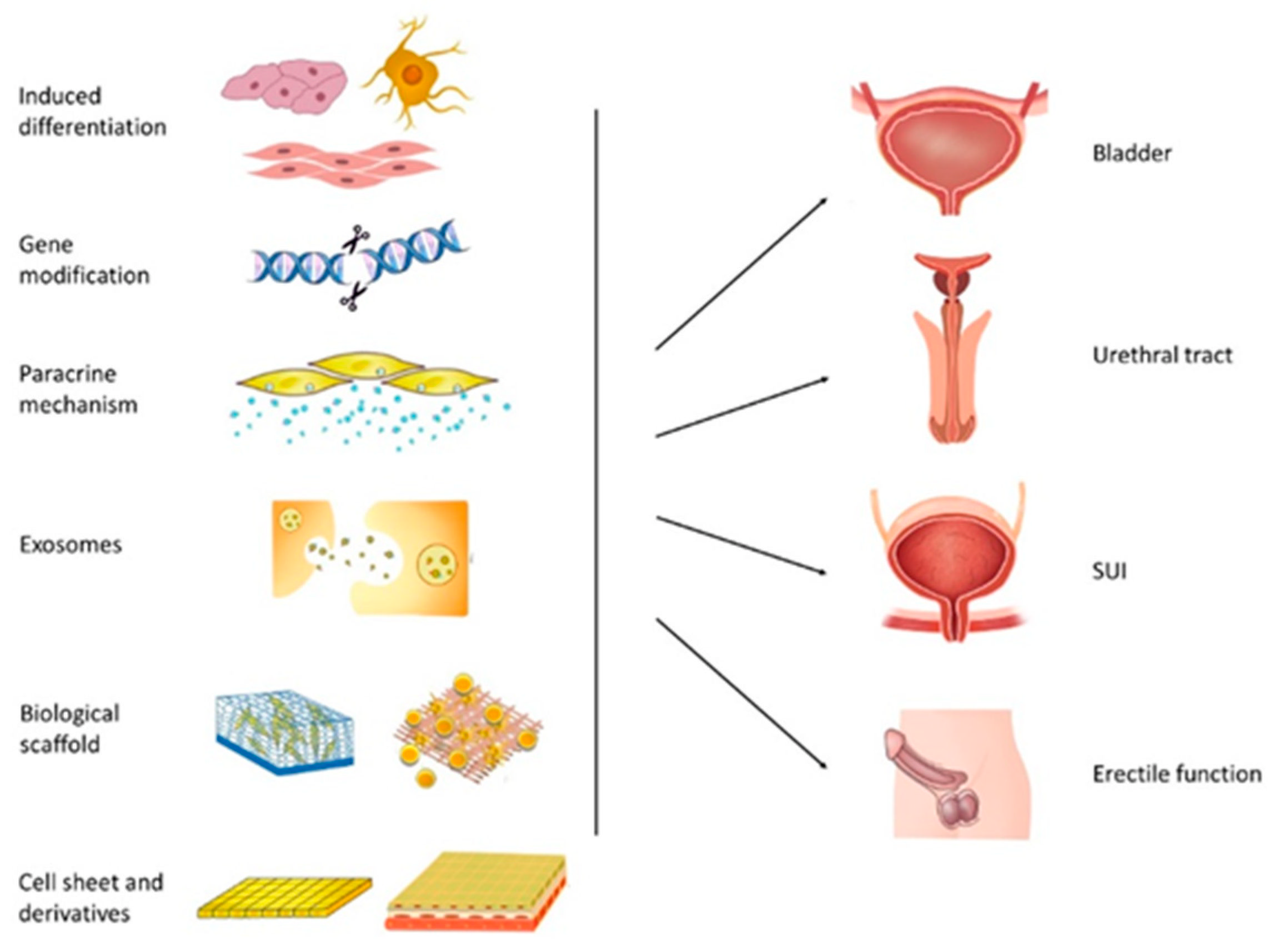 Pharmaceutics 14 02229 g002 Pharmaceutics 14 02229 g002