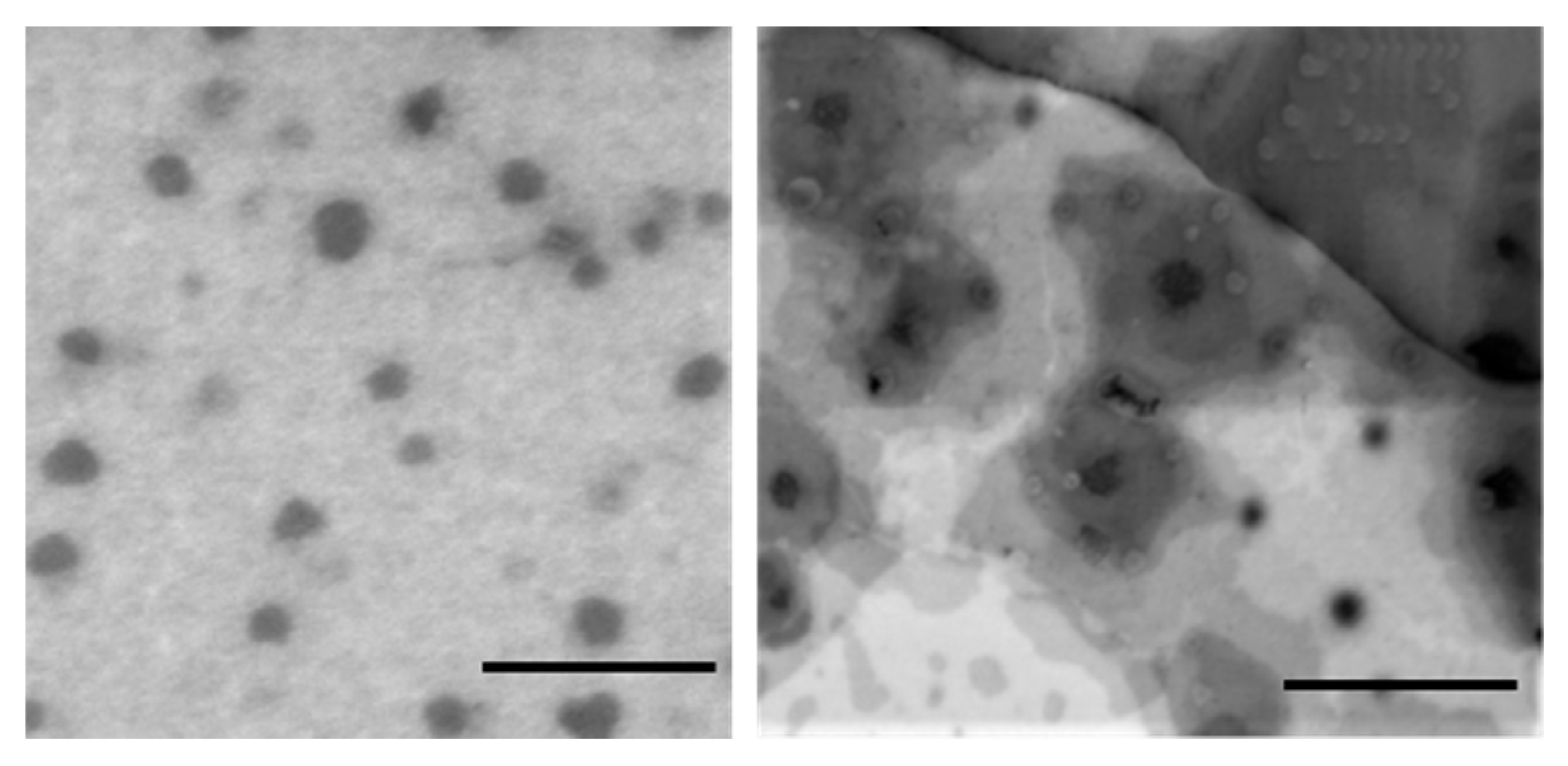 Pharmaceutics 14 02232 g002 Pharmaceutics 14 02232 g002