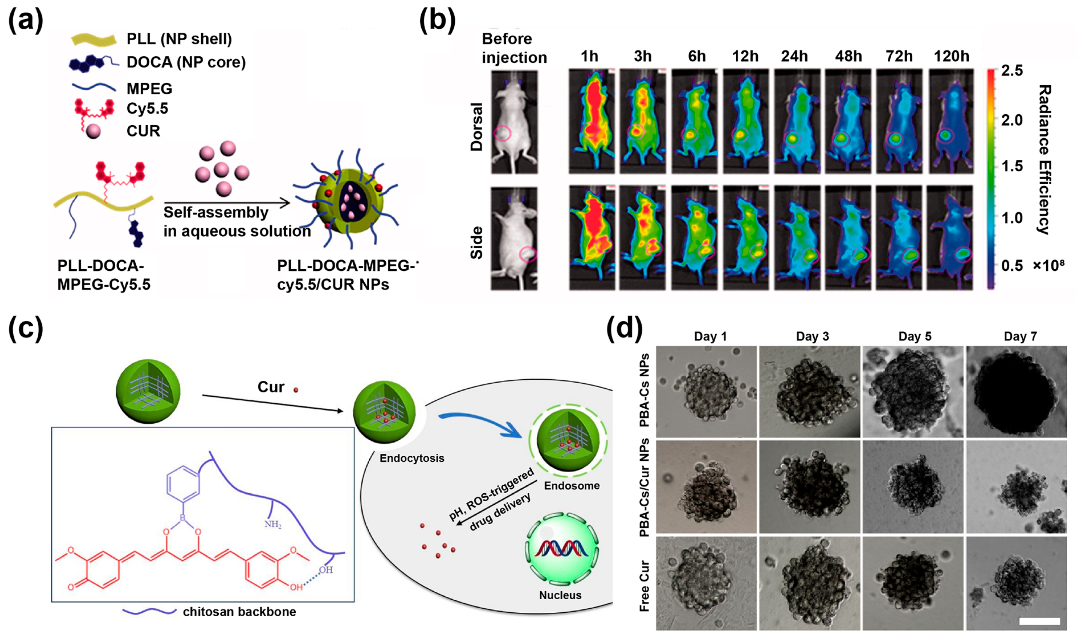 Pharmaceutics 14 02239 g003 Pharmaceutics 14 02239 g003