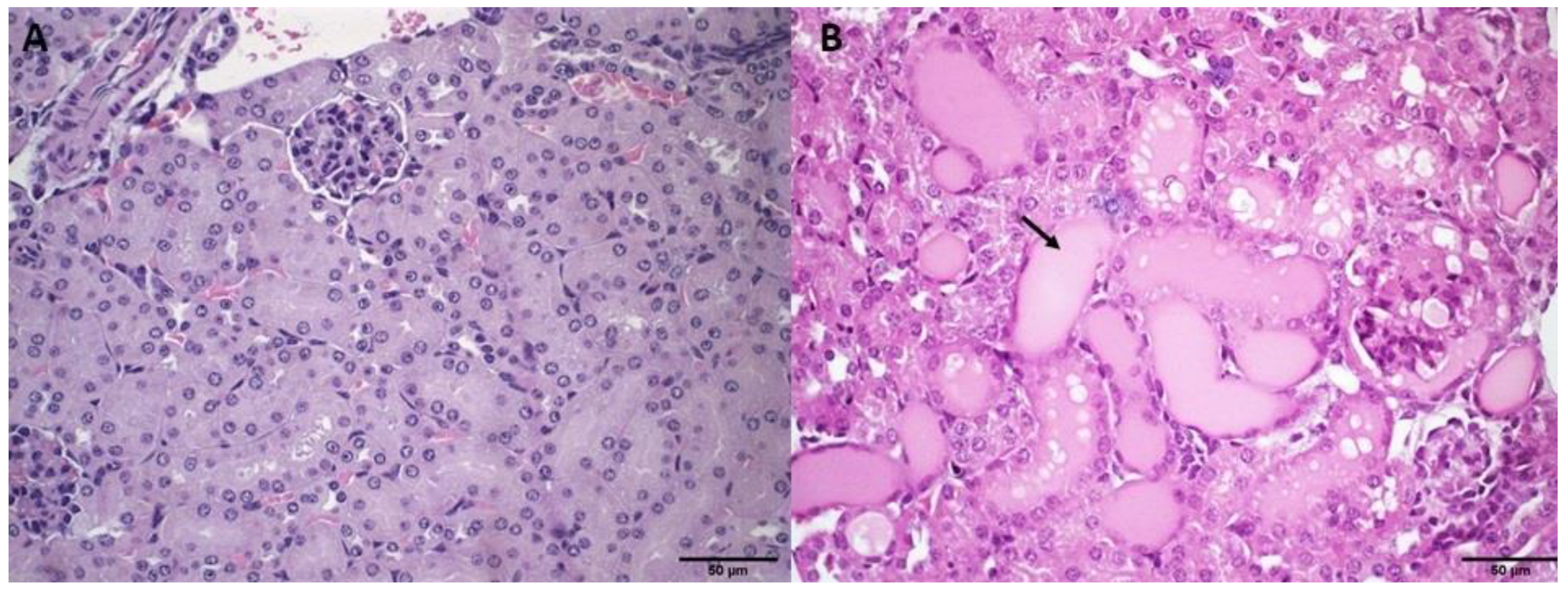 Pharmaceutics 14 02256 g002