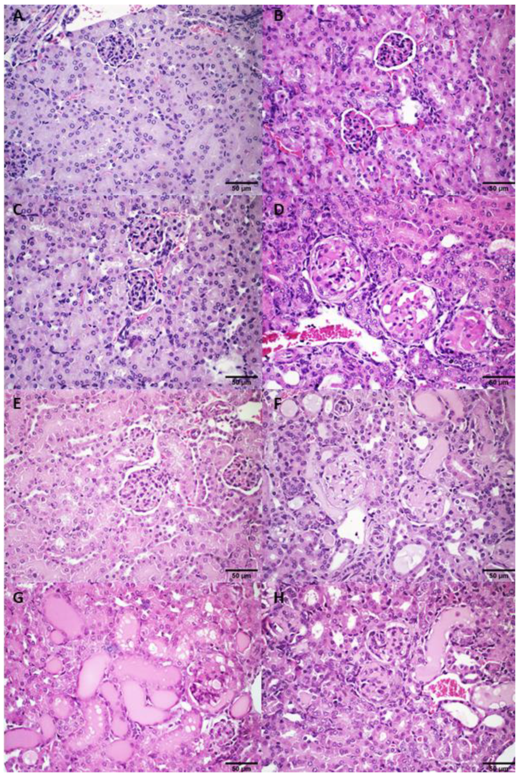 Pharmaceutics 14 02256 g0a5