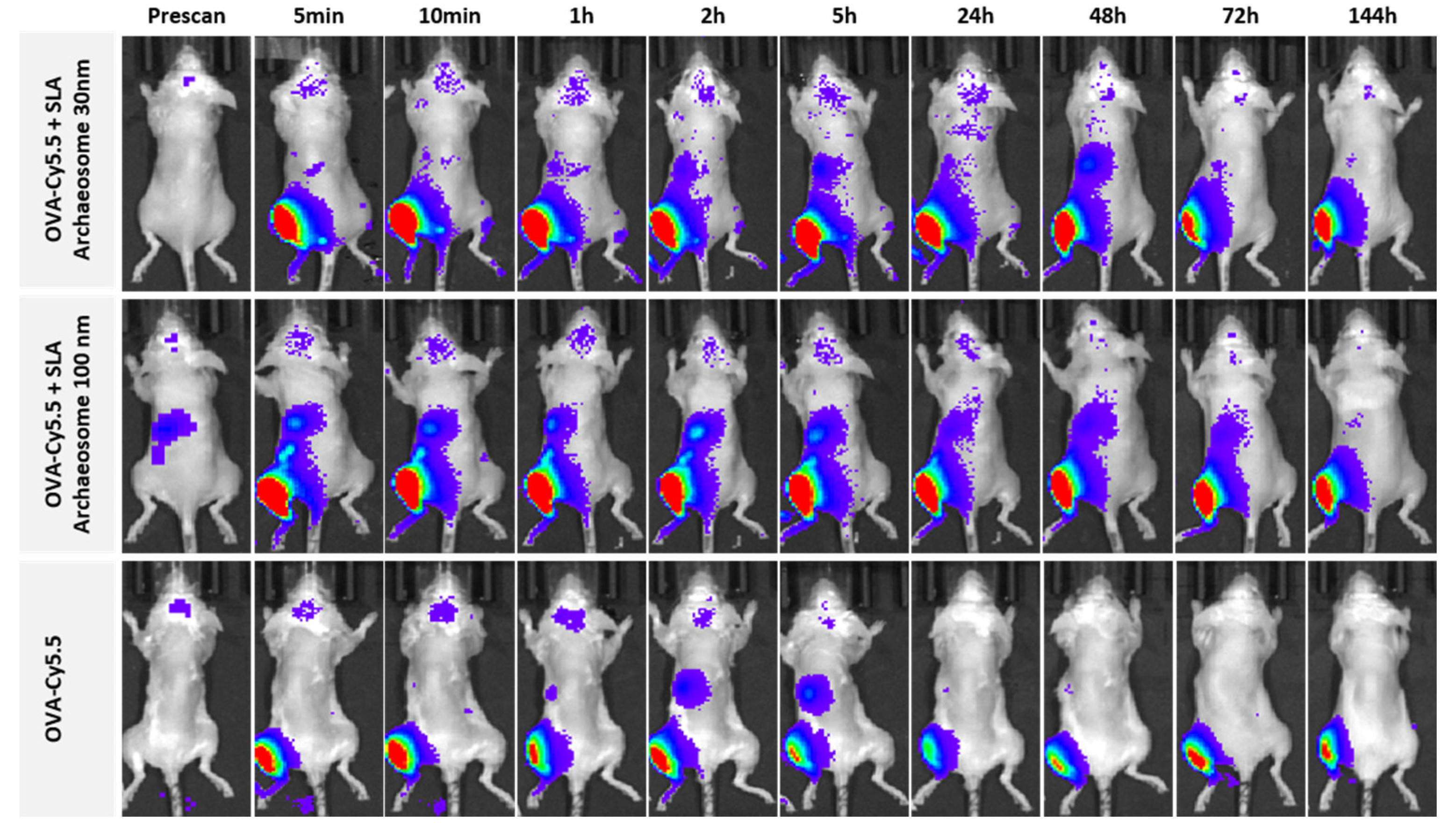 Pharmaceutics 14 02291 g007 Pharmaceutics 14 02291 g007