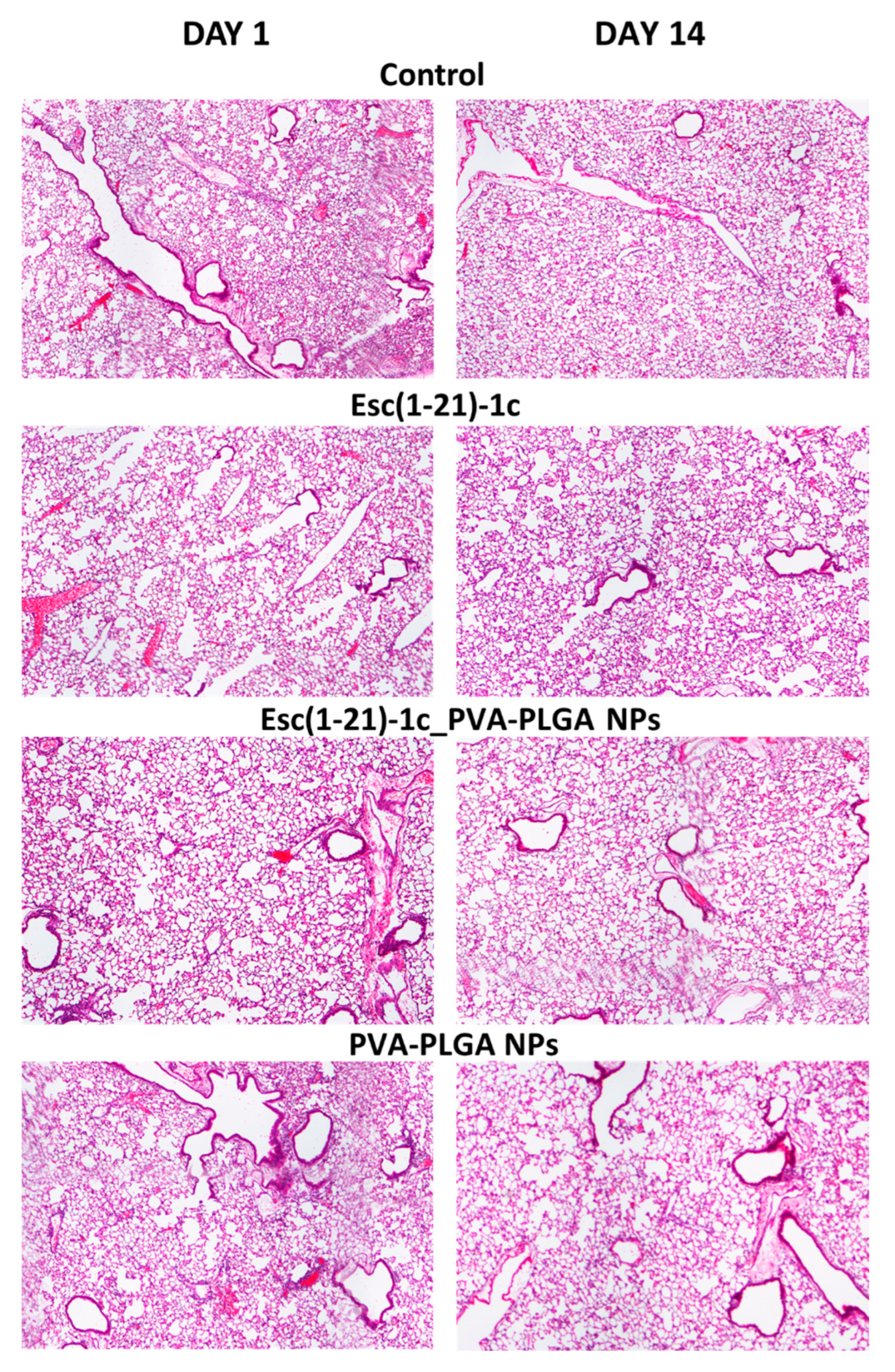 Pharmaceutics 14 02297 g002 Pharmaceutics 14 02297 g002