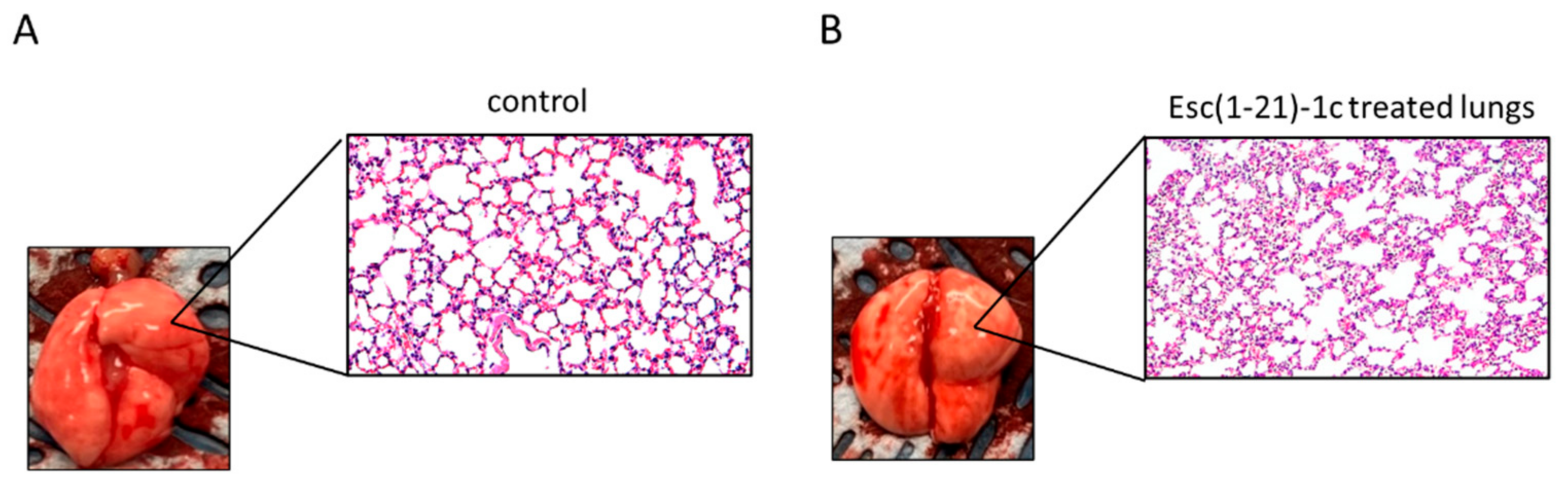 Pharmaceutics 14 02297 g005 Pharmaceutics 14 02297 g005