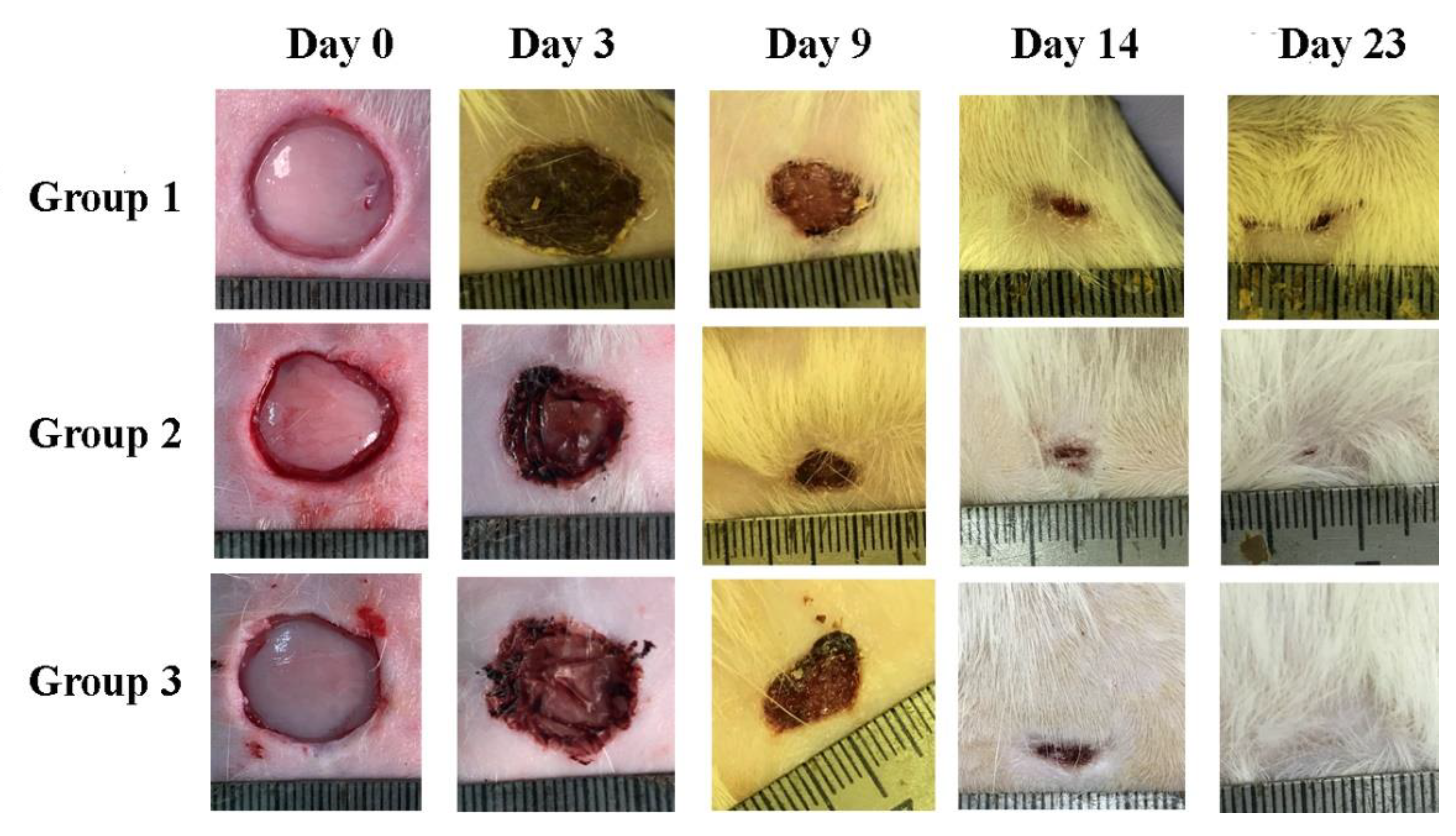Pharmaceutics 14 02313 g011