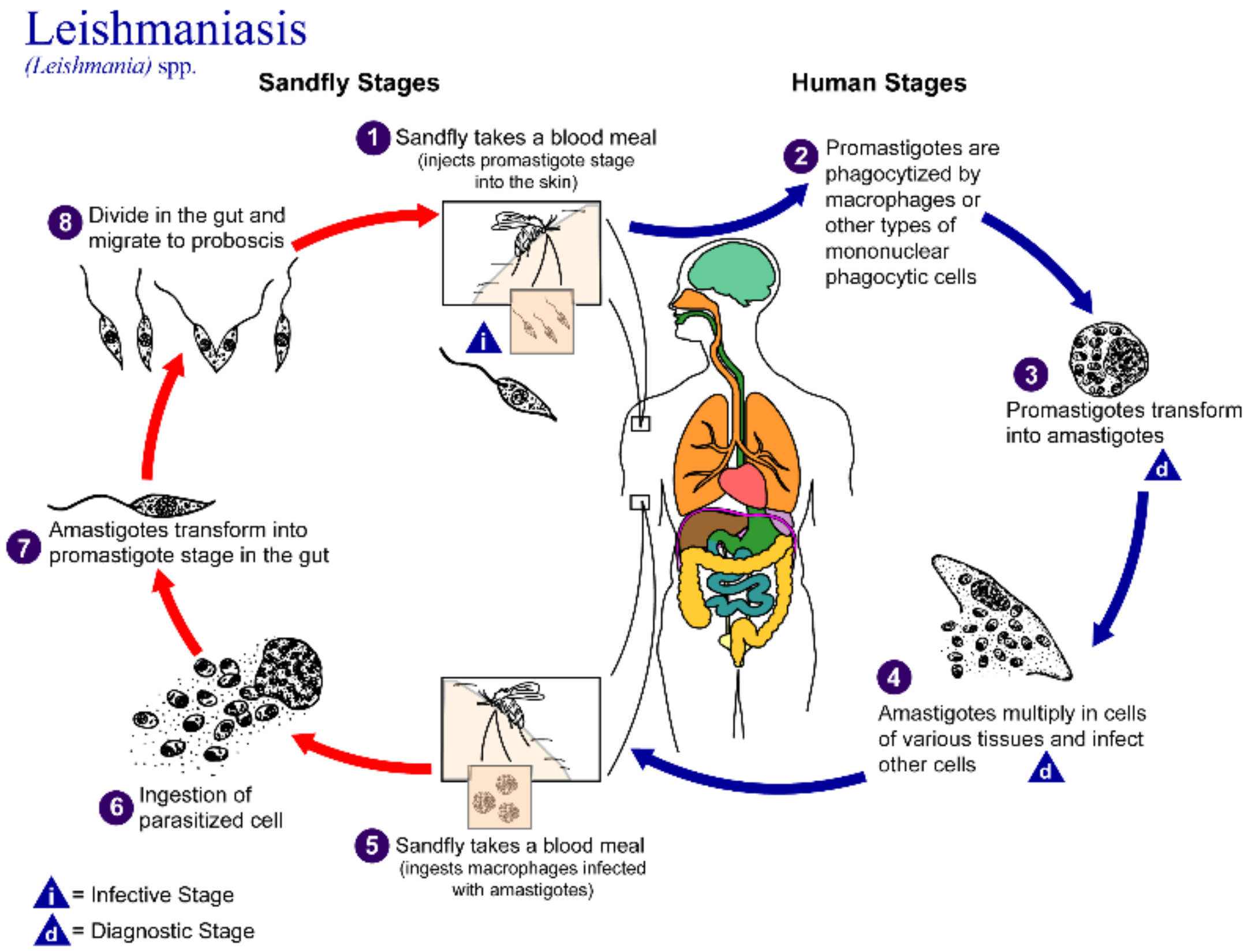 Pharmaceutics 14 02316 g001 Pharmaceutics 14 02316 g001