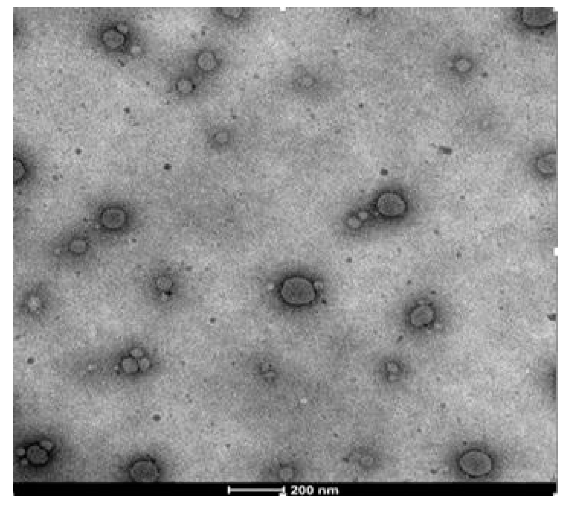 Pharmaceutics 14 02322 g004 Pharmaceutics 14 02322 g004