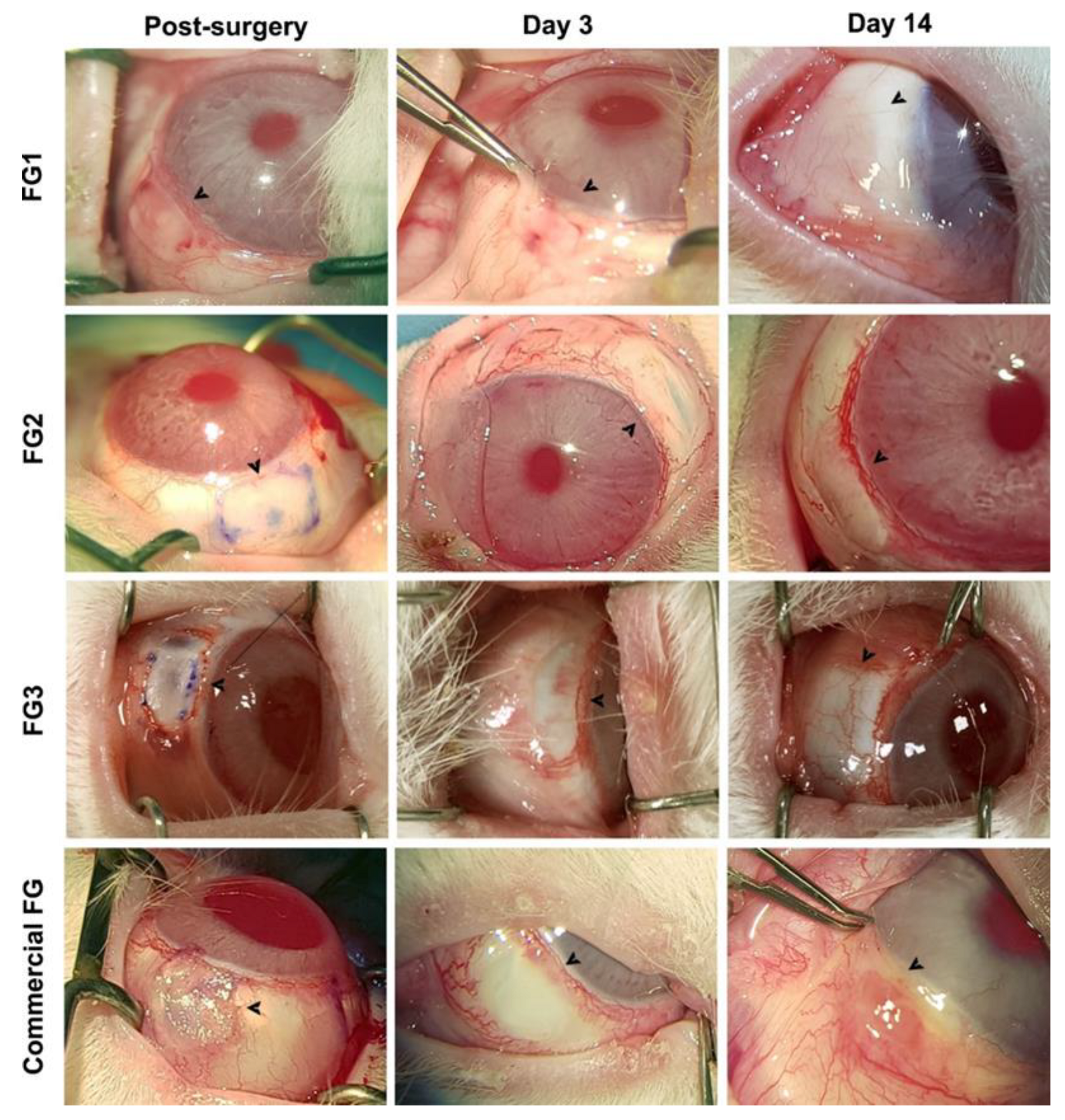 Pharmaceutics 14 02325 g004 Pharmaceutics 14 02325 g004