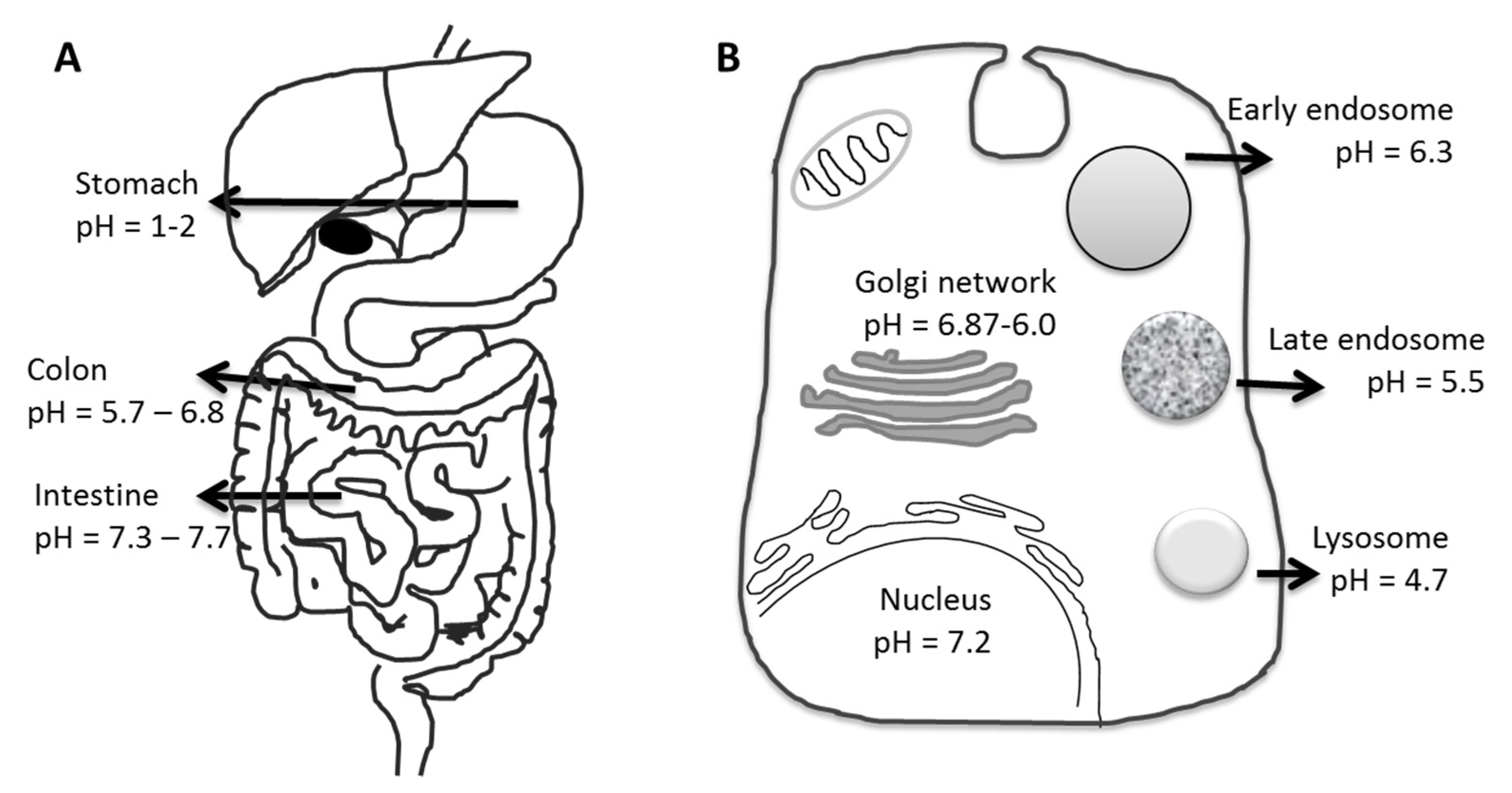 Pharmaceutics 14 02331 g011 Pharmaceutics 14 02331 g011