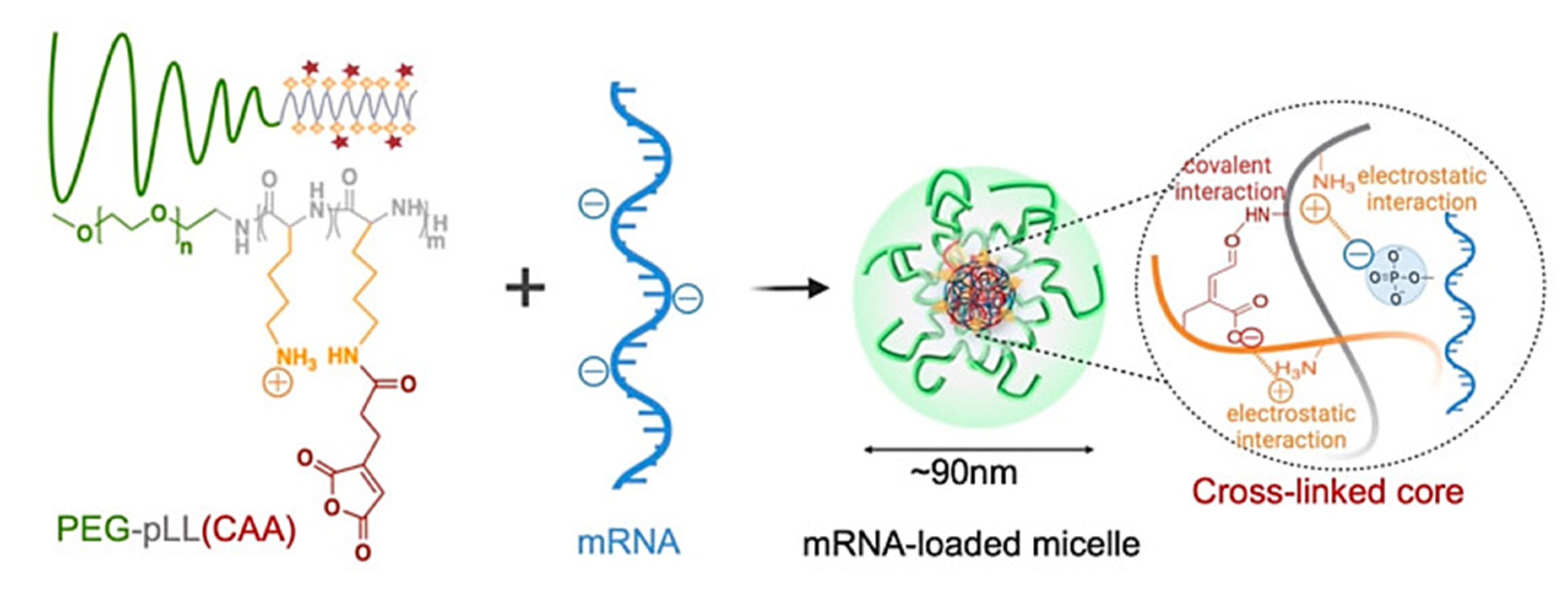 Pharmaceutics 14 02331 g013 Pharmaceutics 14 02331 g013