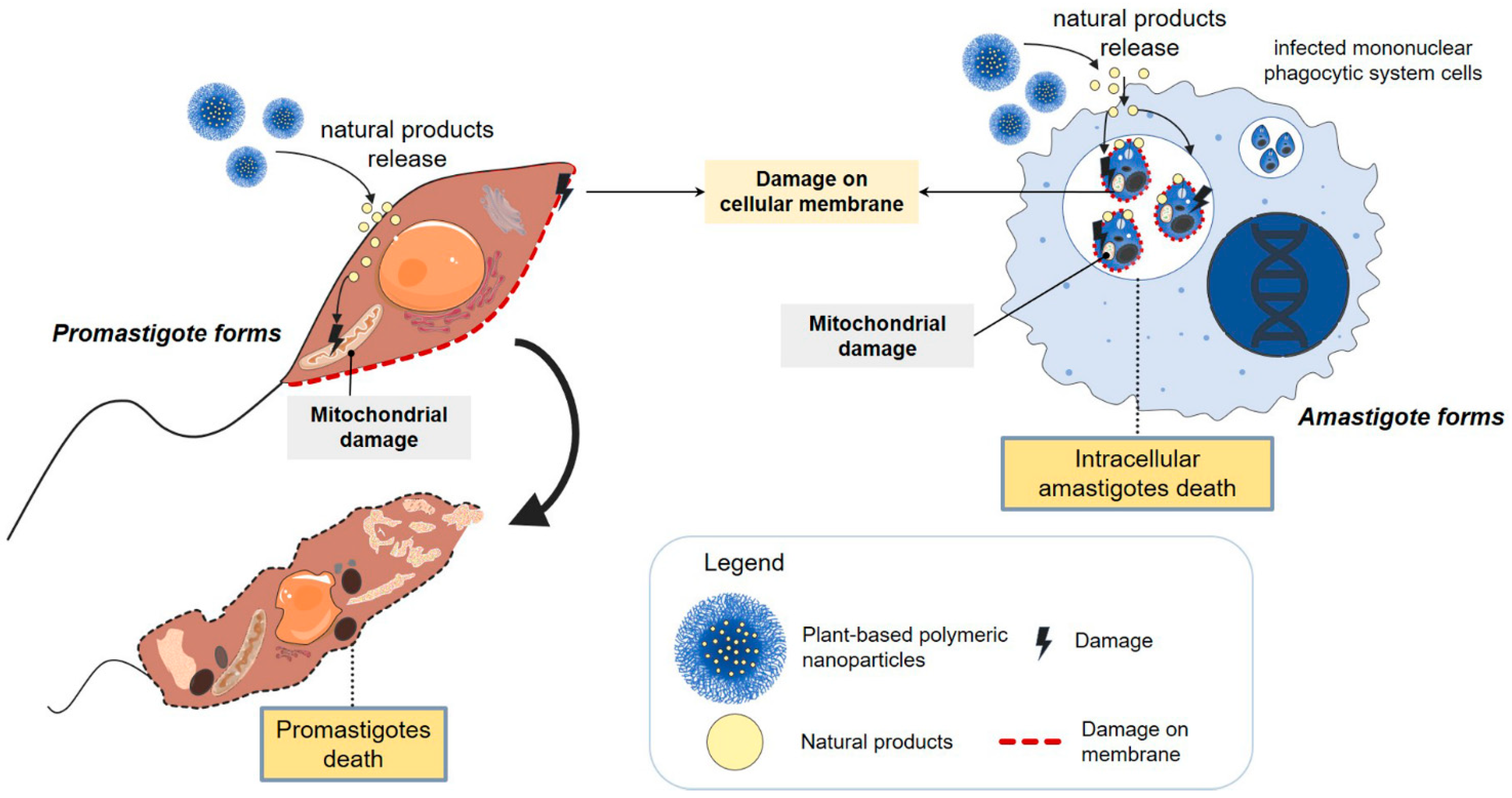 Pharmaceutics 14 02339 g004