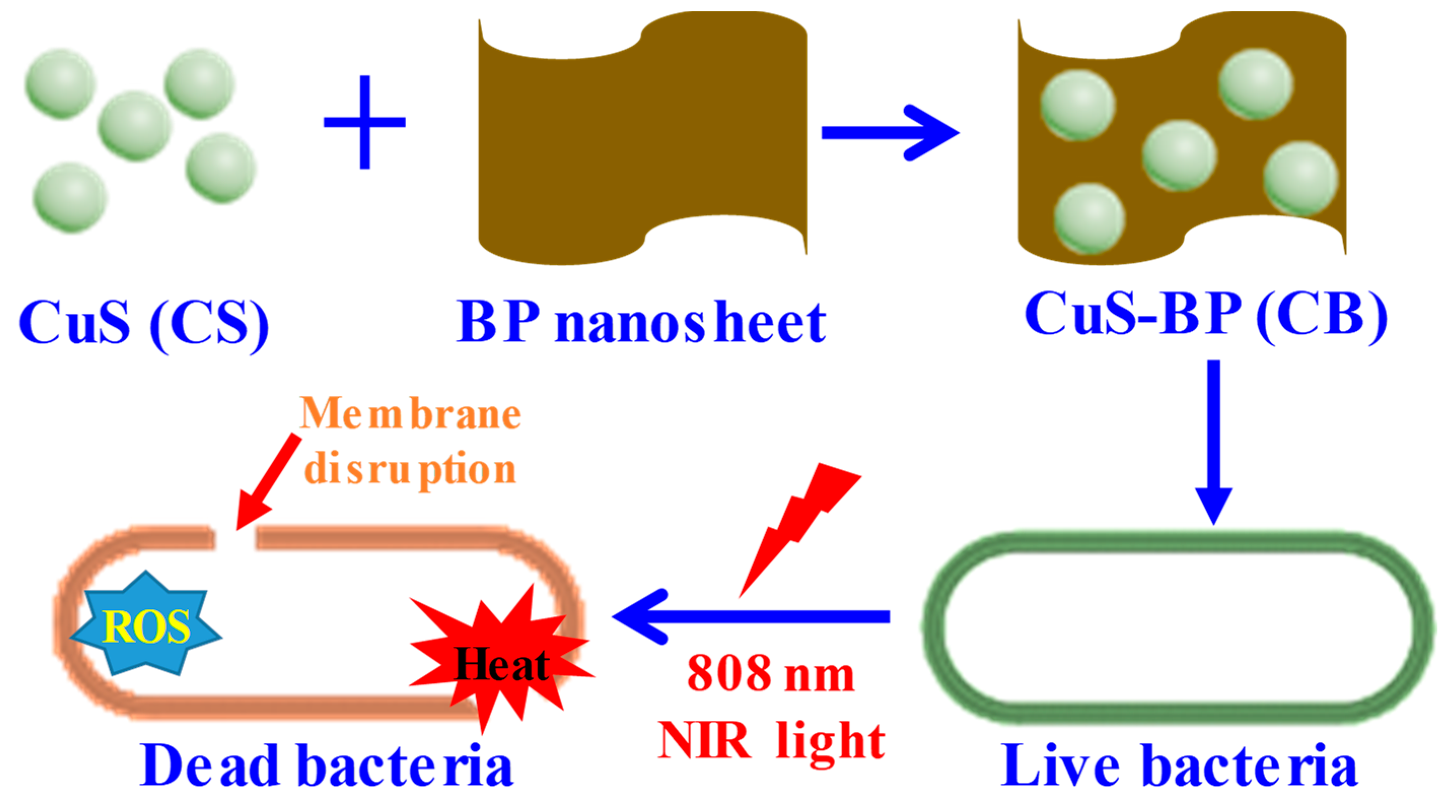 Pharmaceutics Free FullText PhotoStimuliResponsive CuS