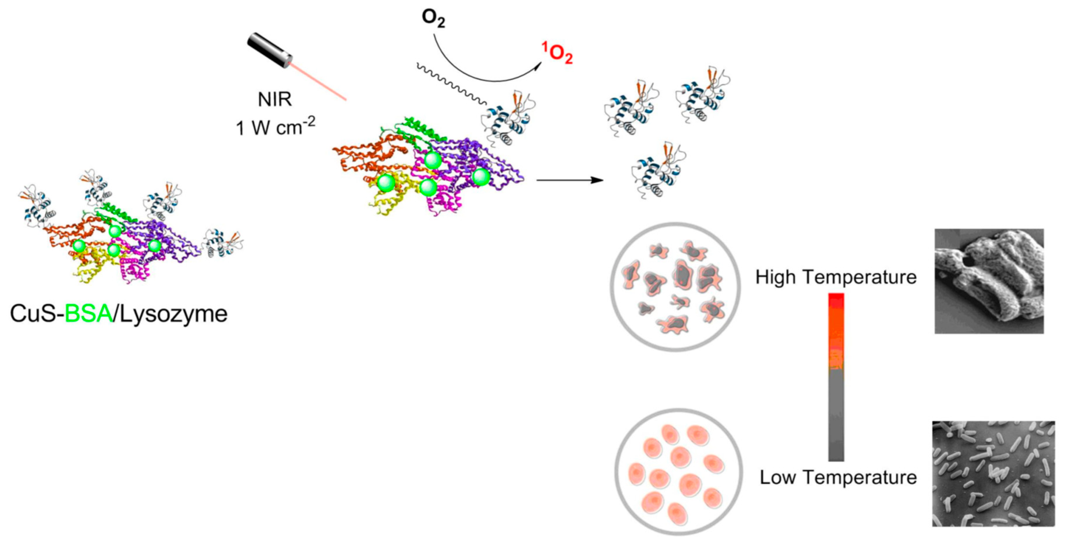 Pharmaceutics 14 02343 g005