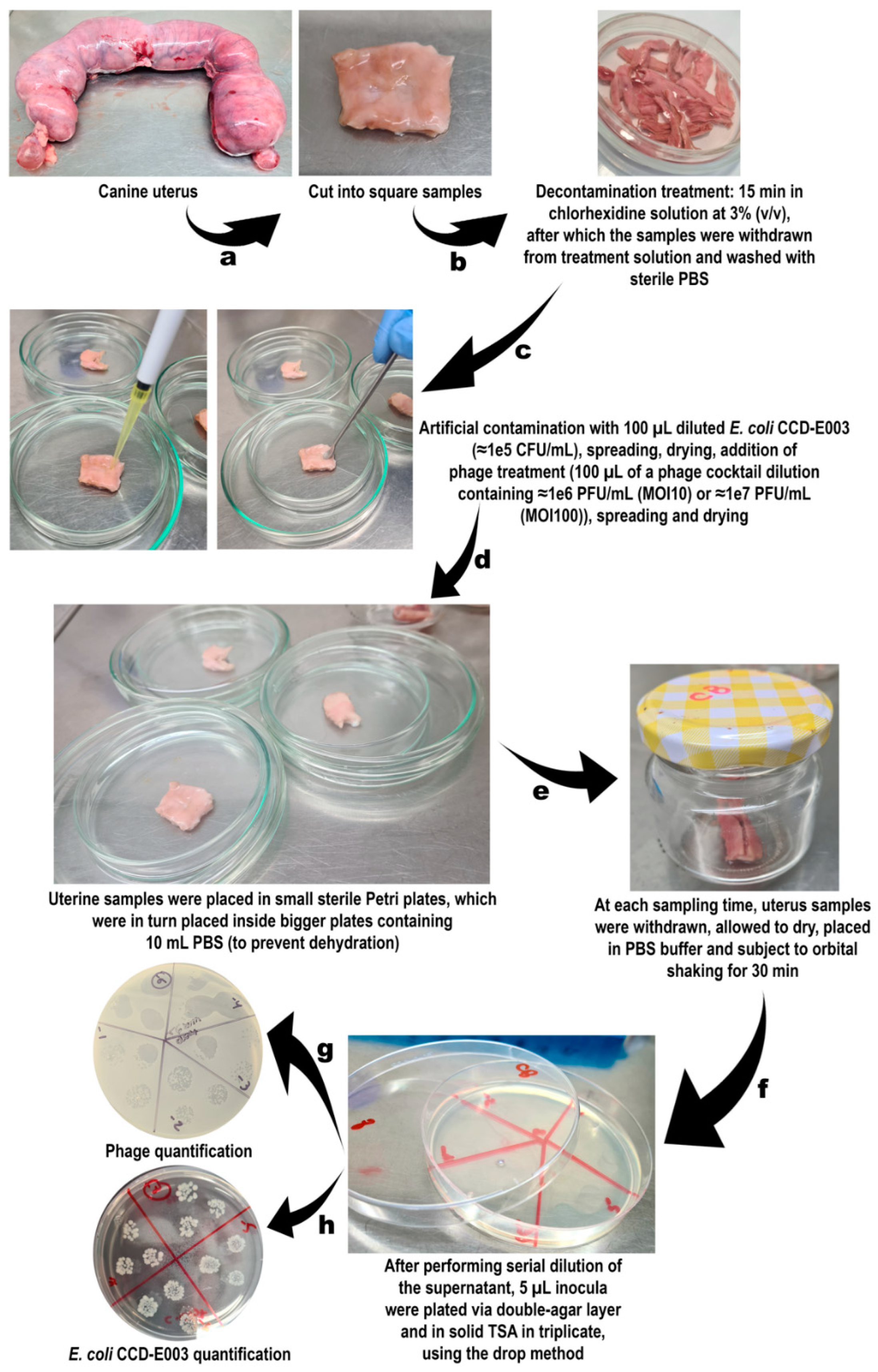 Pharmaceutics 14 02344 g001