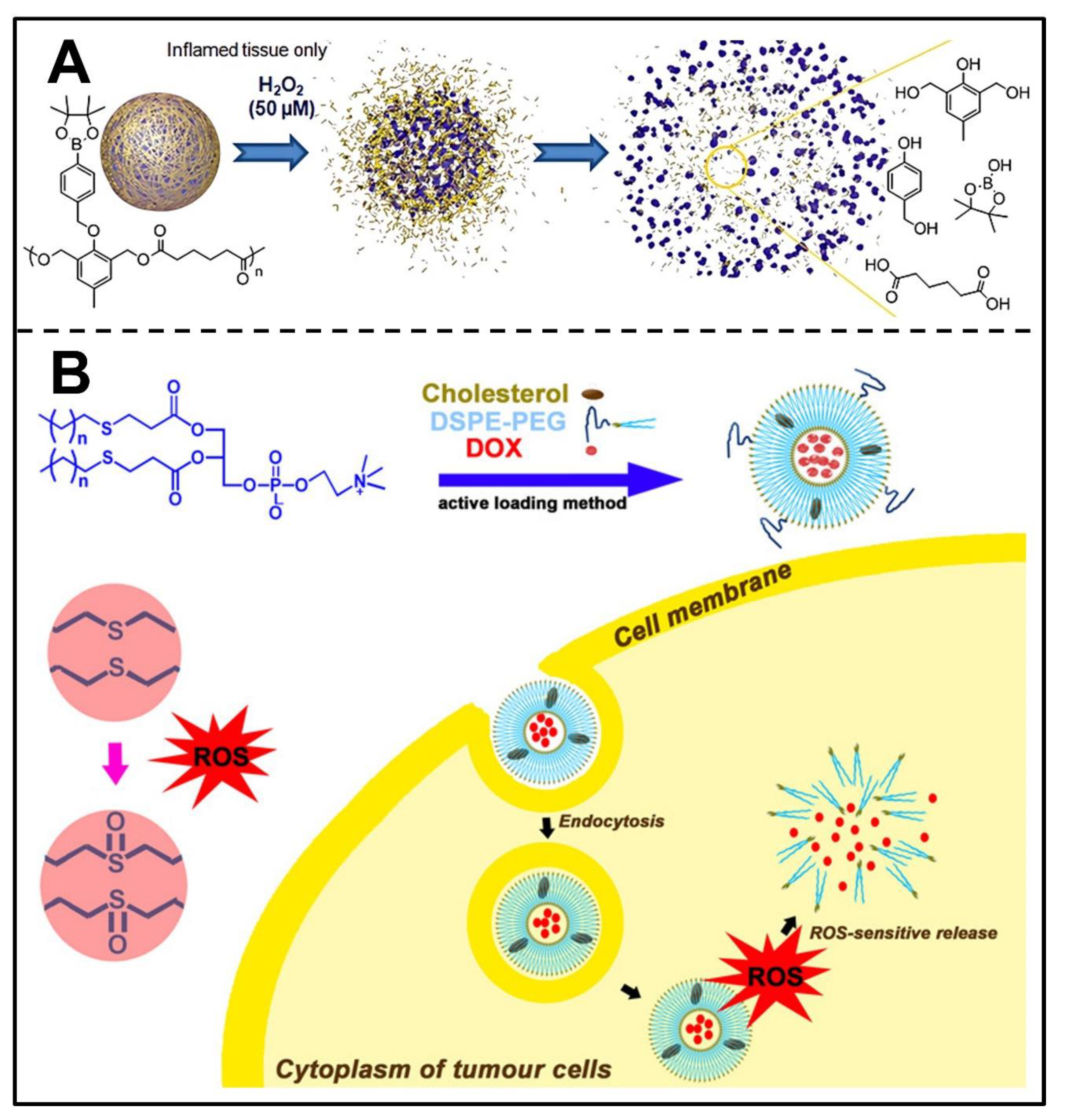 Pharmaceutics 14 02346 g007 Pharmaceutics 14 02346 g007