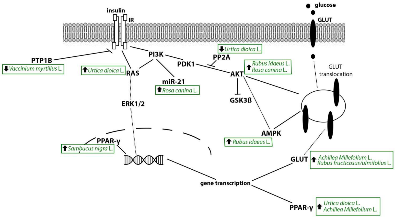 Evidence-Based Anti-Diabetic Properties of Plant from the