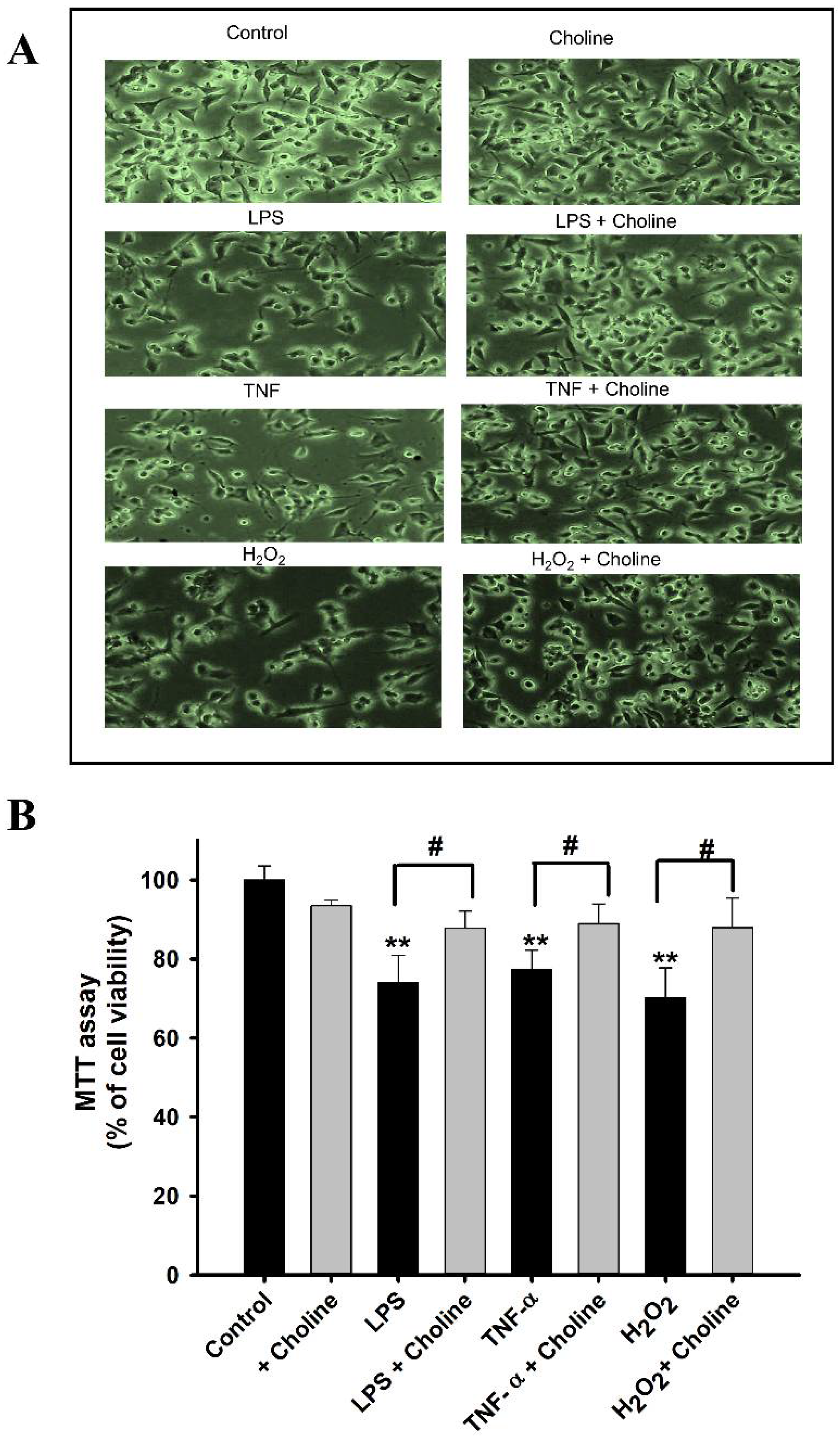 Pharmaceutics 14 02374 g009 Pharmaceutics 14 02374 g009