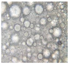 Pharmaceutics 14 02376 i011 Pharmaceutics 14 02376 i011