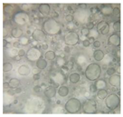 Pharmaceutics 14 02376 i013 Pharmaceutics 14 02376 i013