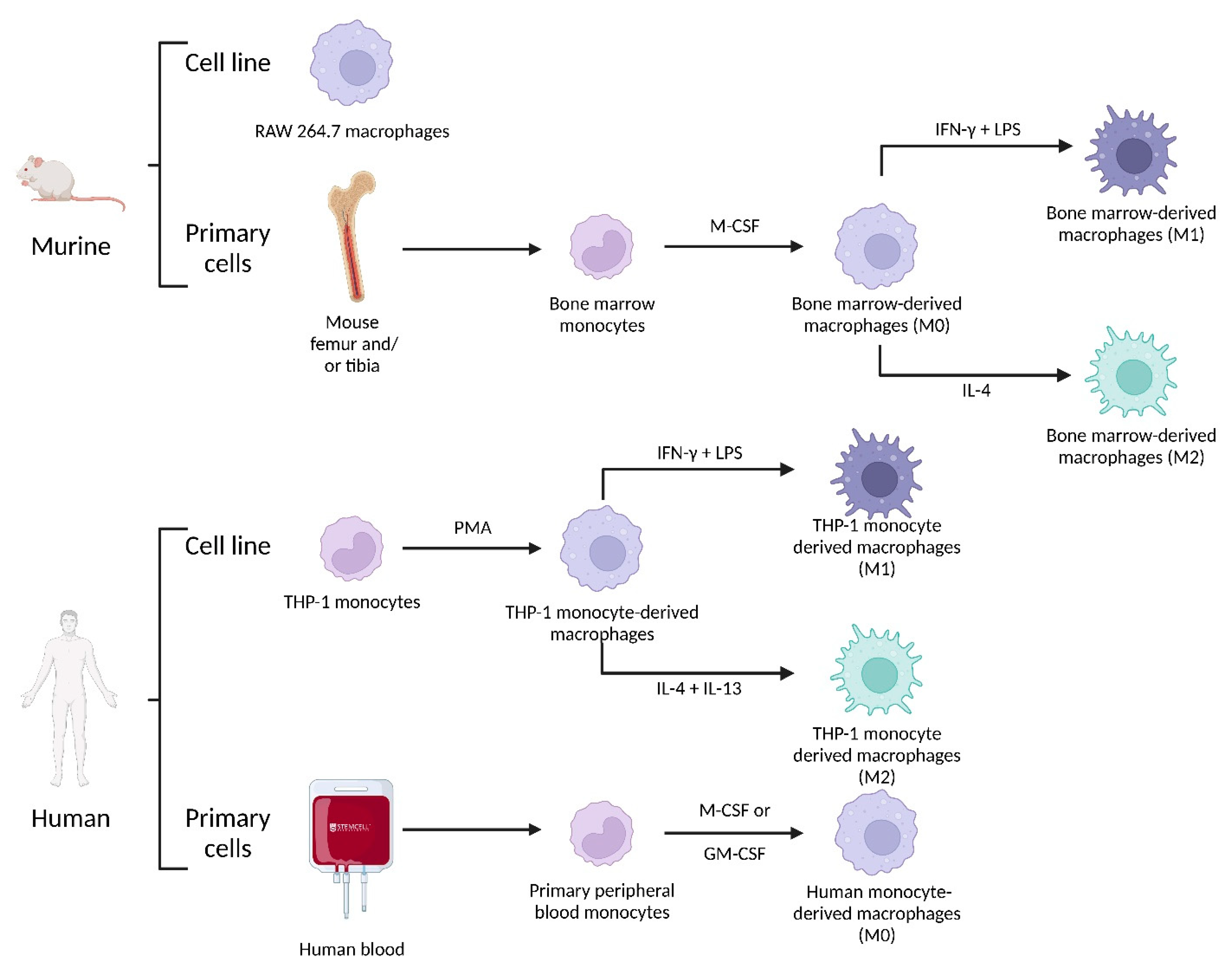 Pharmaceutics 14 02388 g004