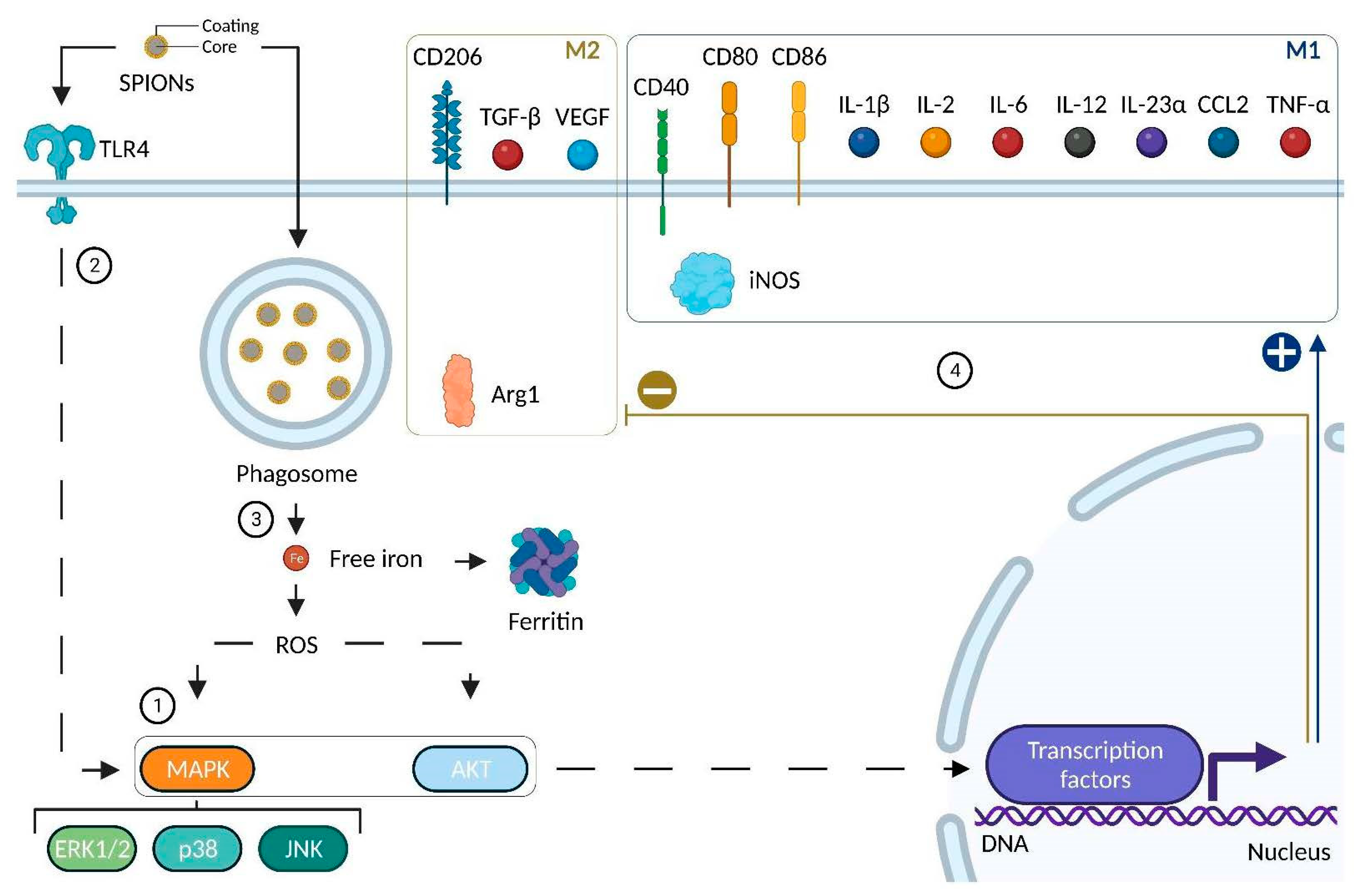 Pharmaceutics 14 02388 g005