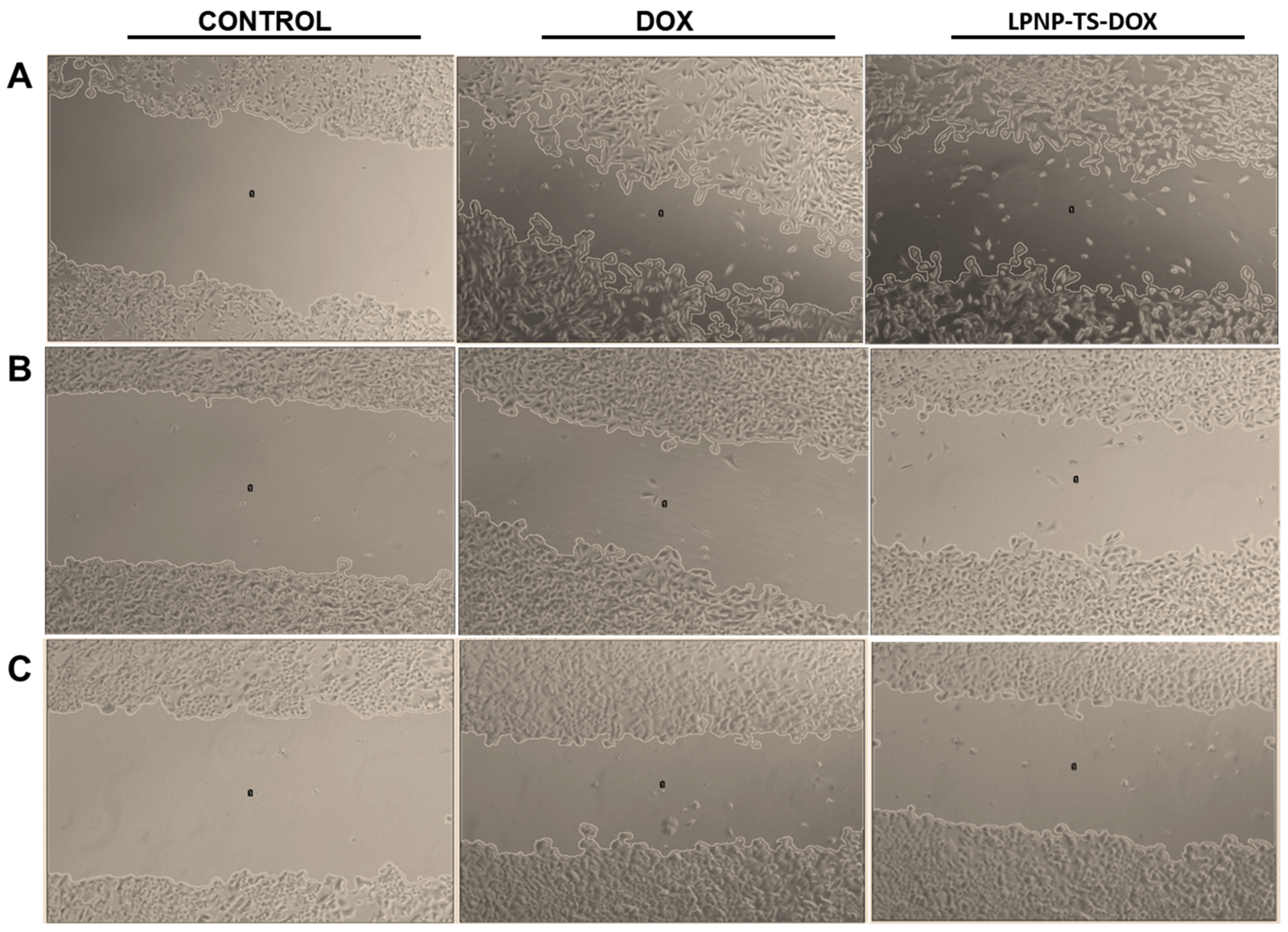 Pharmaceutics 14 02394 g007