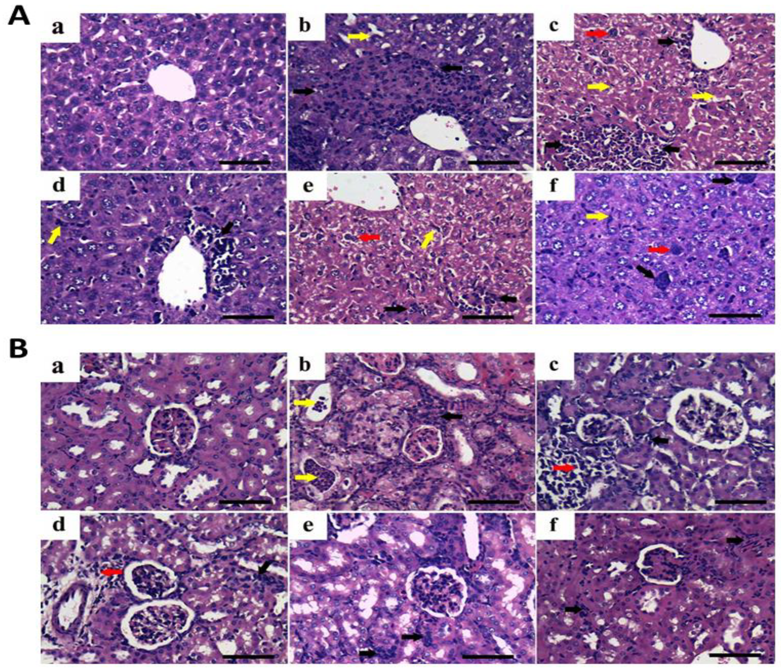 Pharmaceutics 14 02404 g010 Pharmaceutics 14 02404 g010
