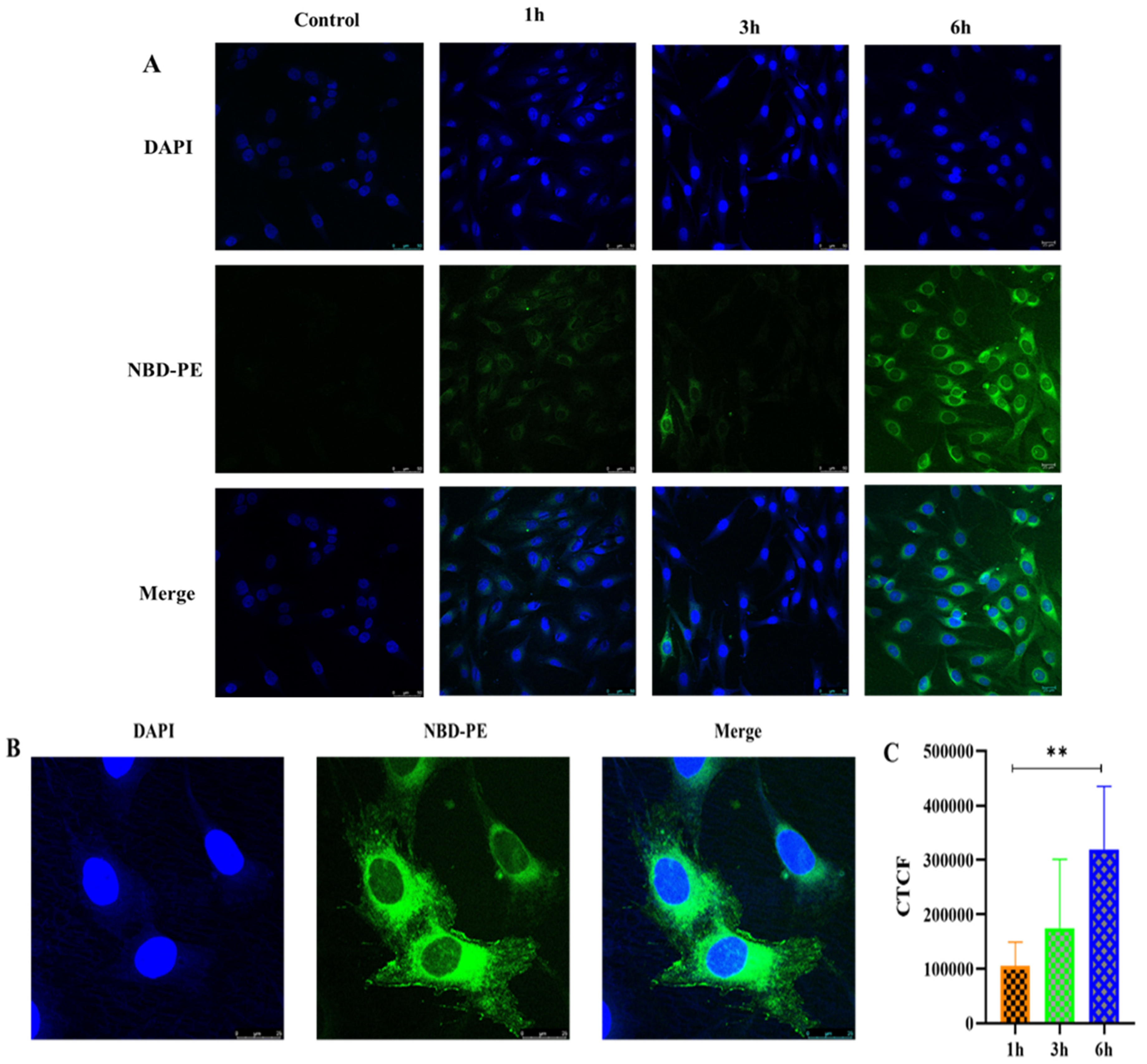 Pharmaceutics 14 02417 g010 Pharmaceutics 14 02417 g010