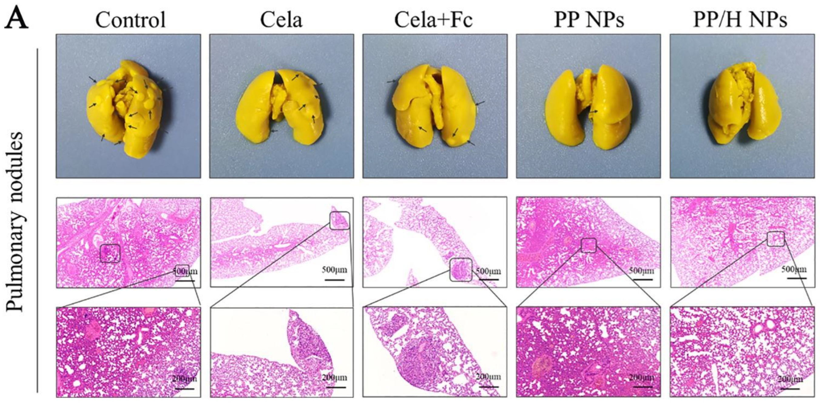 Pharmaceutics 14 02432 g005 Pharmaceutics 14 02432 g005