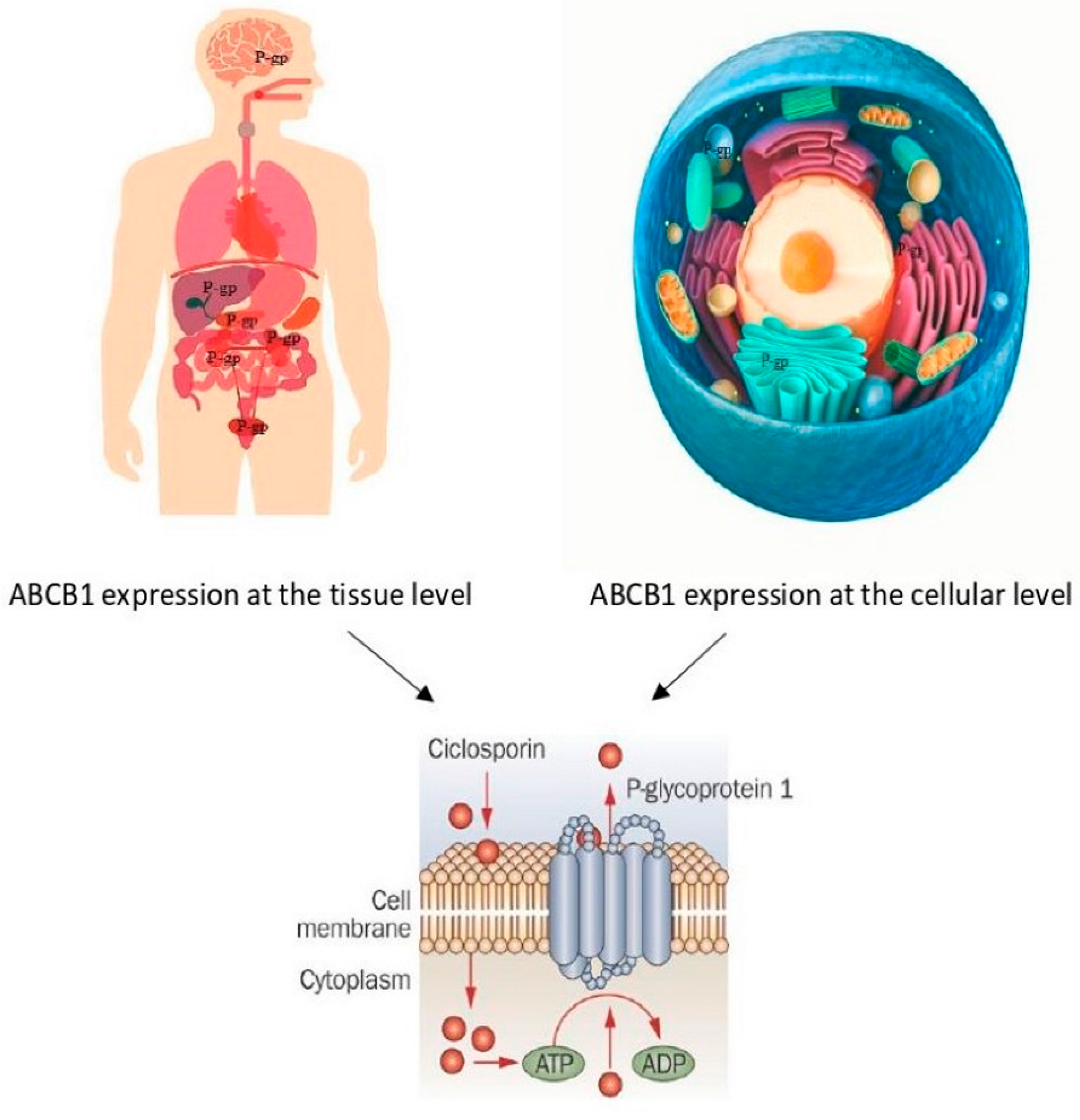 Pharmaceutics 14 02441 g001