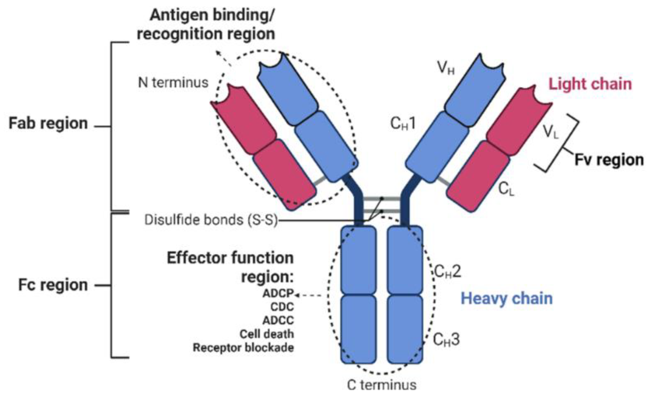 Pharmaceutics Free FullText Bispecific Antibodies A Novel
