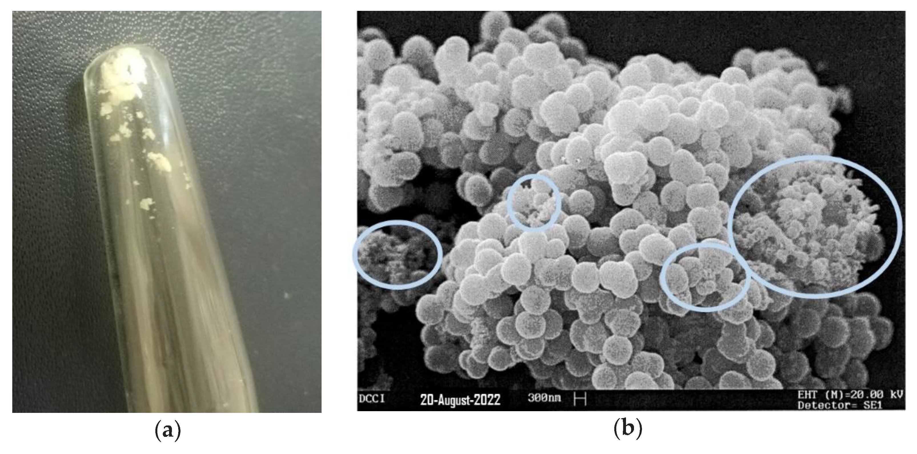 Pharmaceutics 14 02444 g008