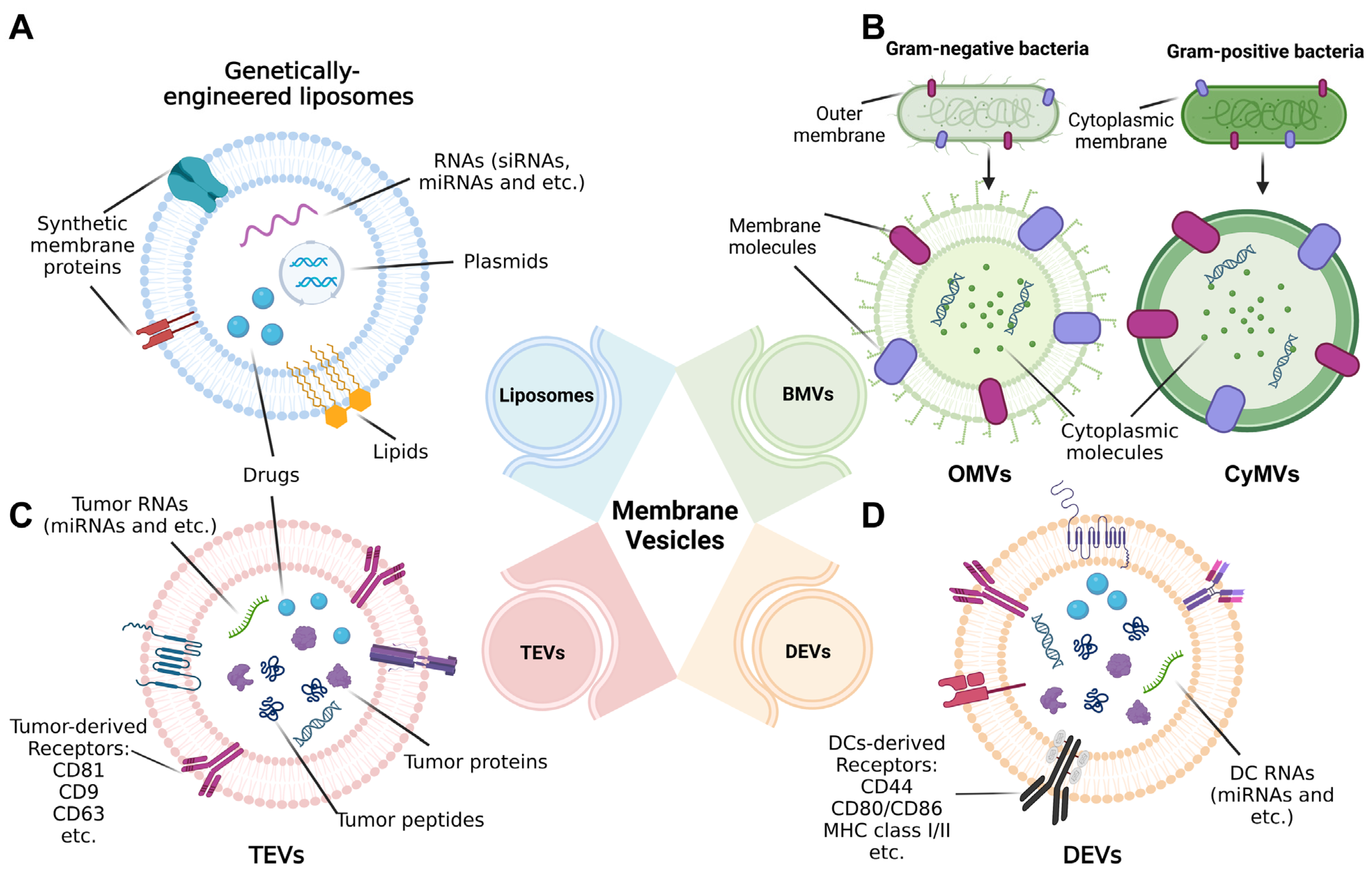 Release of Staphylococcus aureus extracellular vesicles and their  application as a vaccine platform