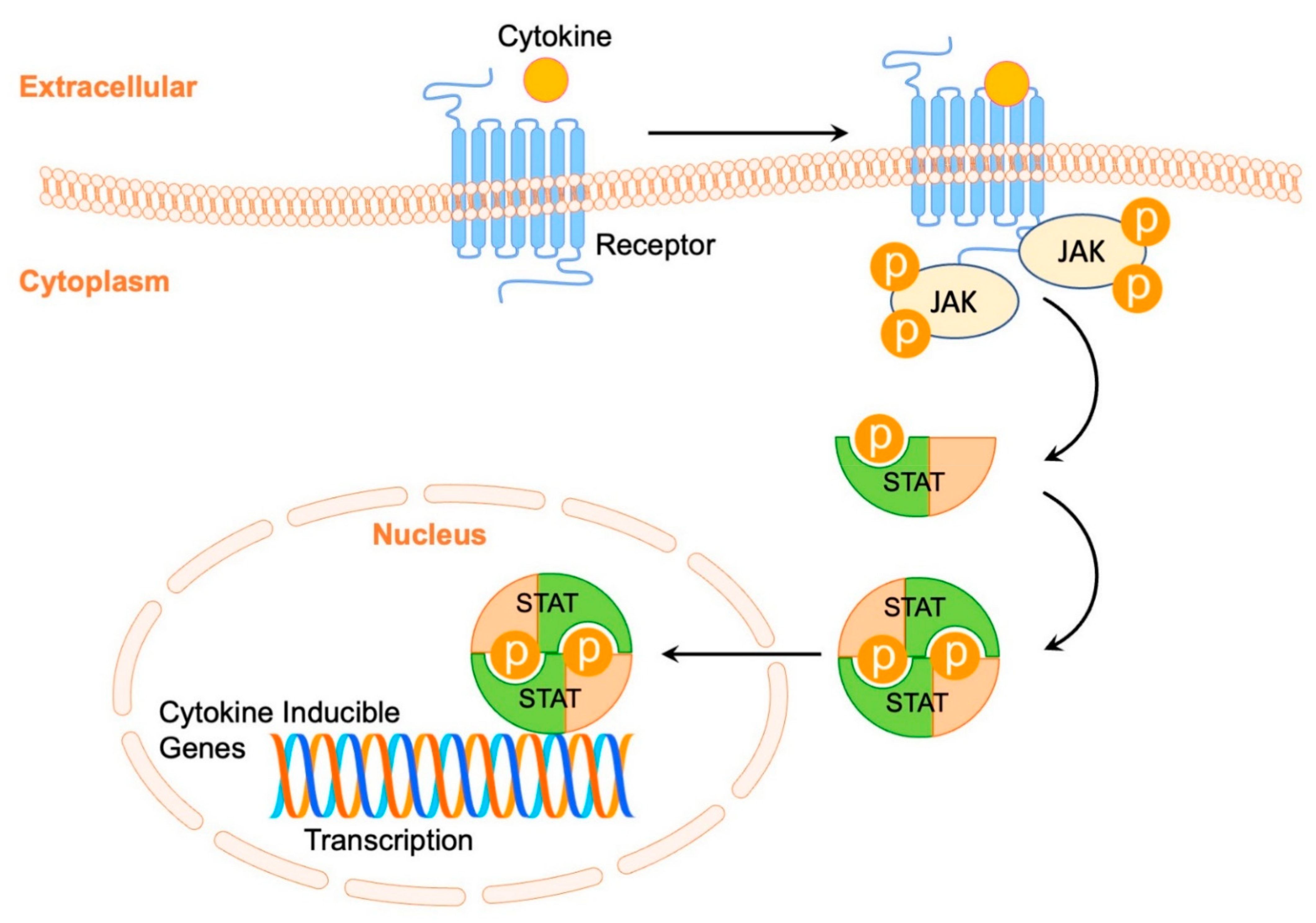 Pharmaceutics 14 02452 g001