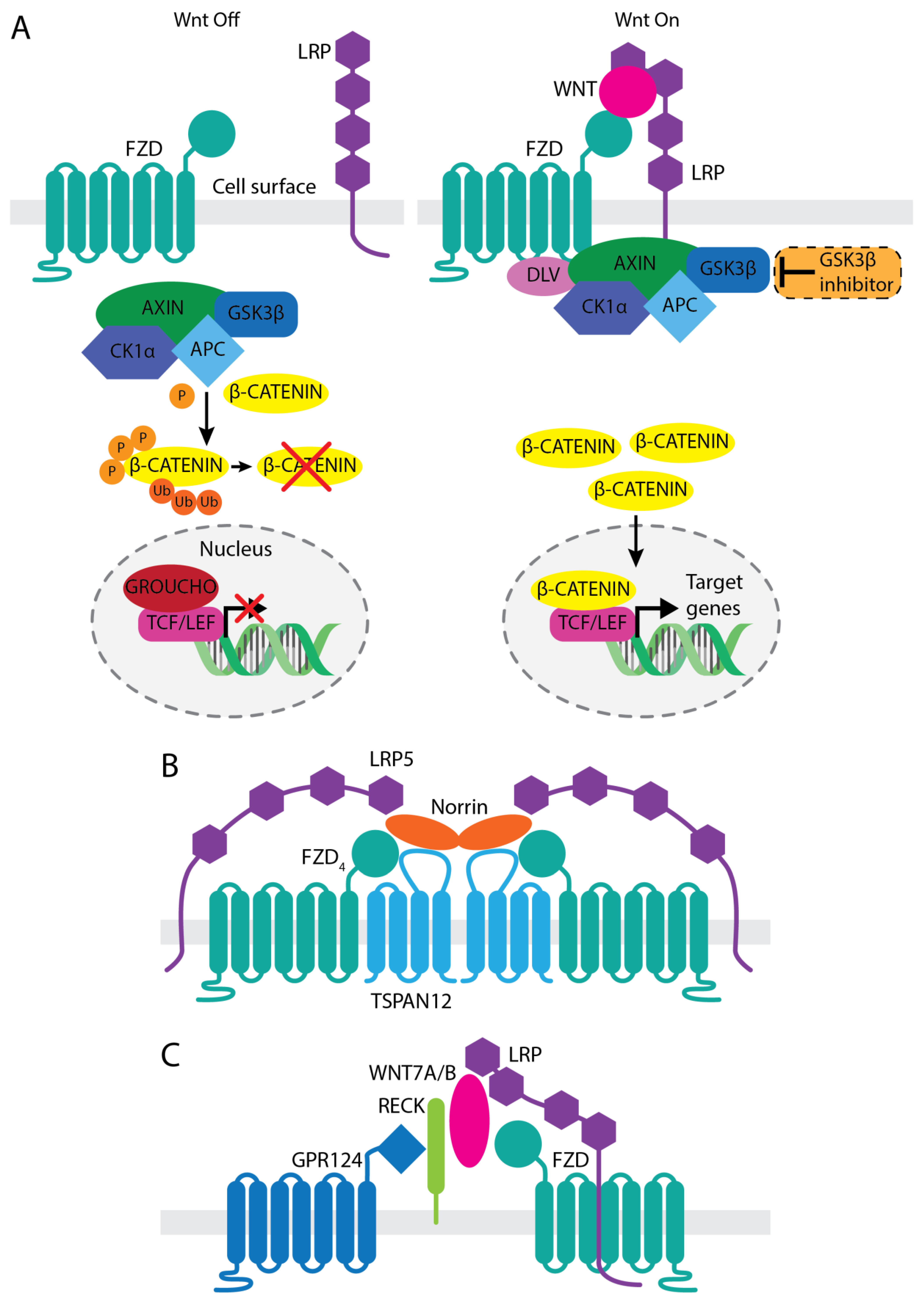 Pharmaceutics 14 02476 g001 Pharmaceutics 14 02476 g001