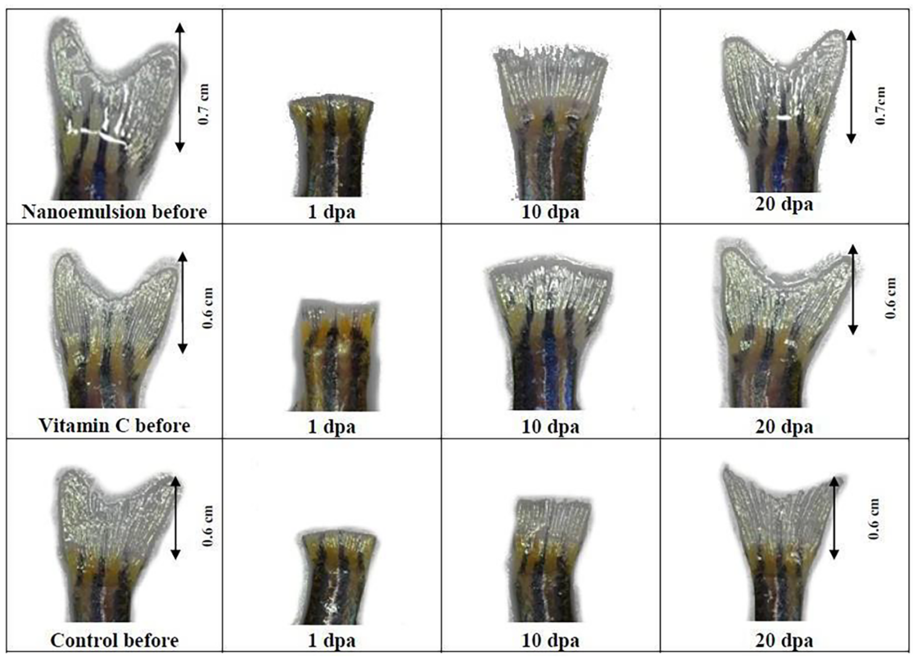 Pharmaceutics 14 02479 g004 Pharmaceutics 14 02479 g004