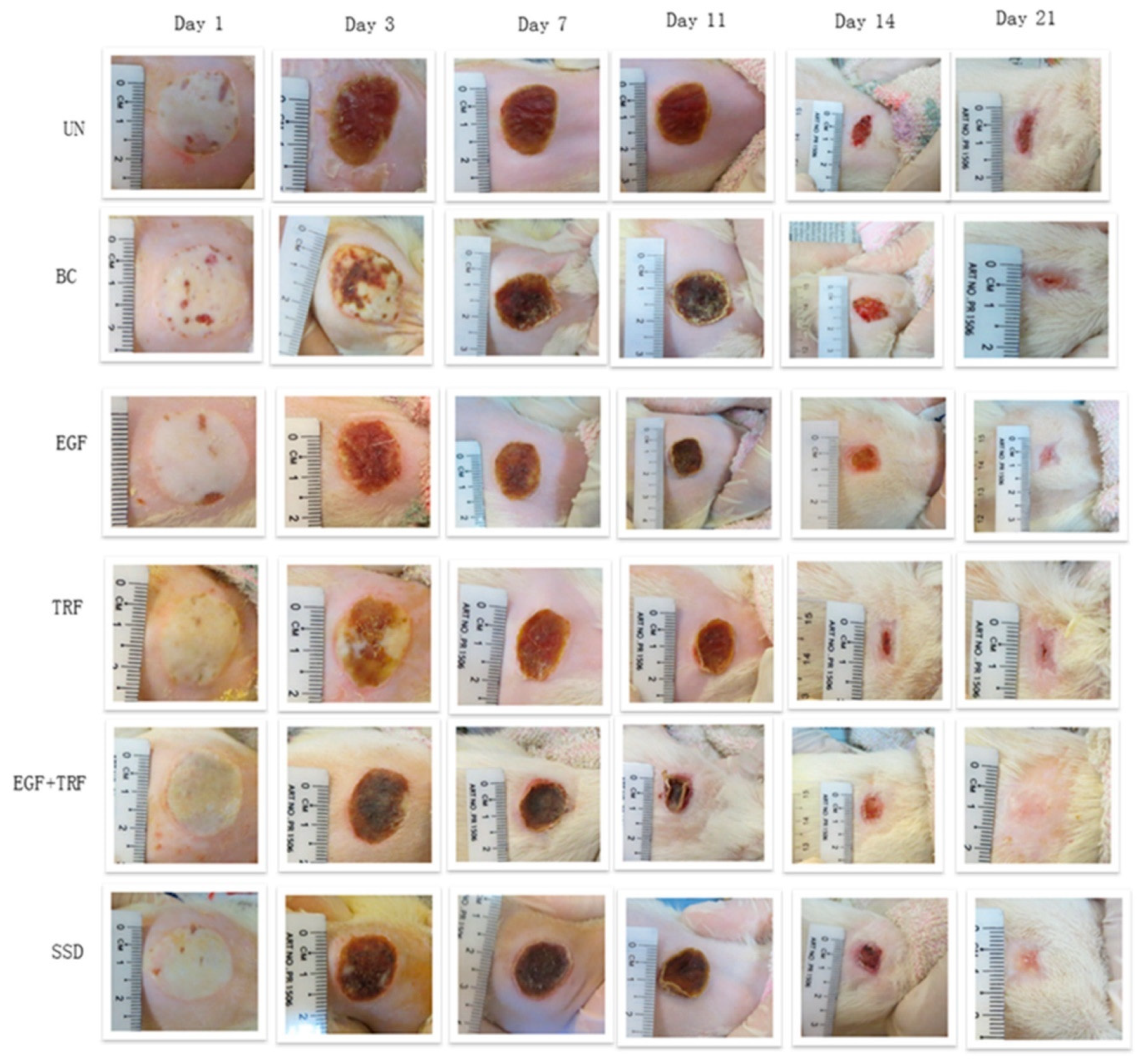 Pharmaceutics 14 02479 g005 Pharmaceutics 14 02479 g005