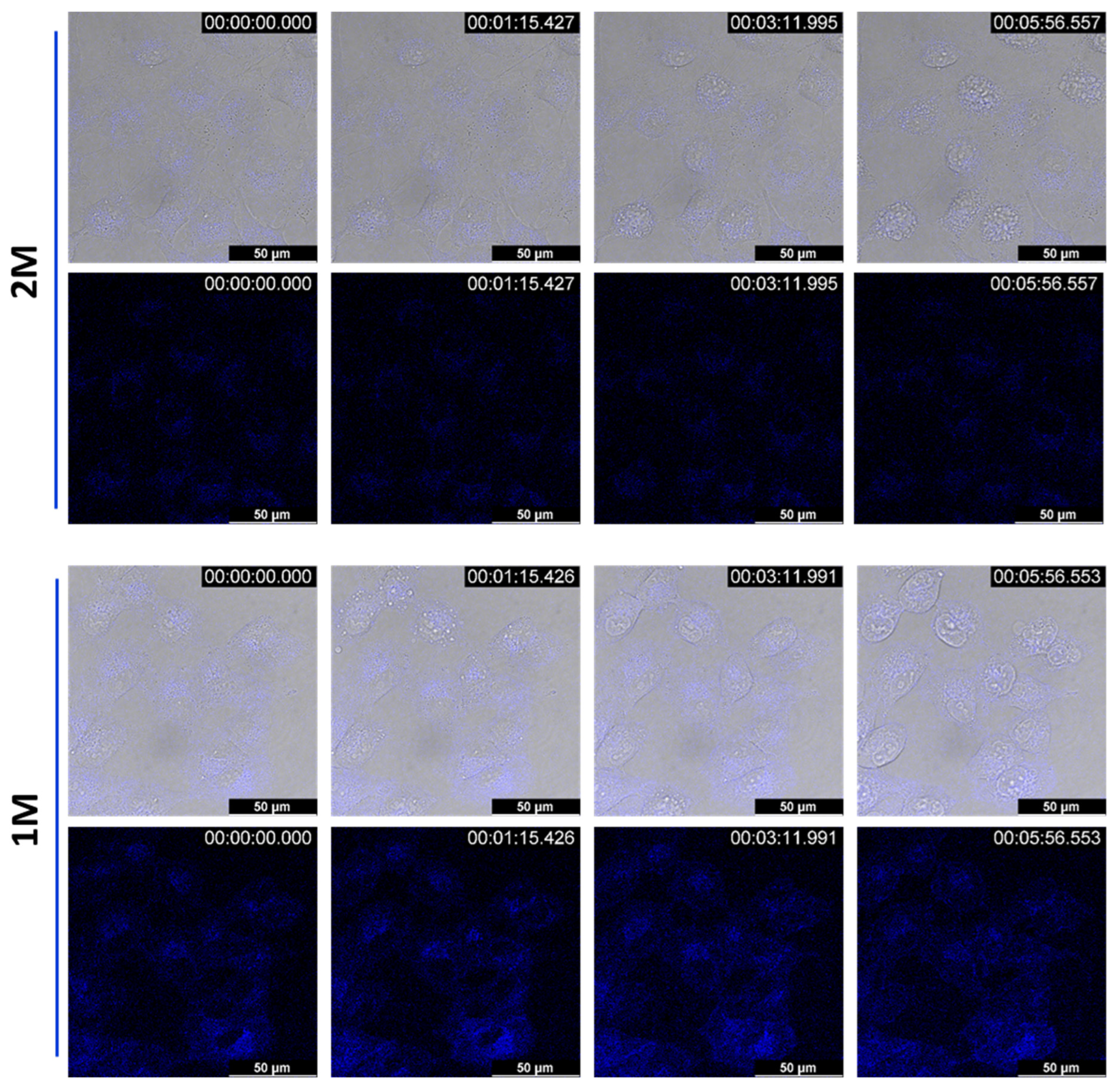Pharmaceutics 14 02499 g009