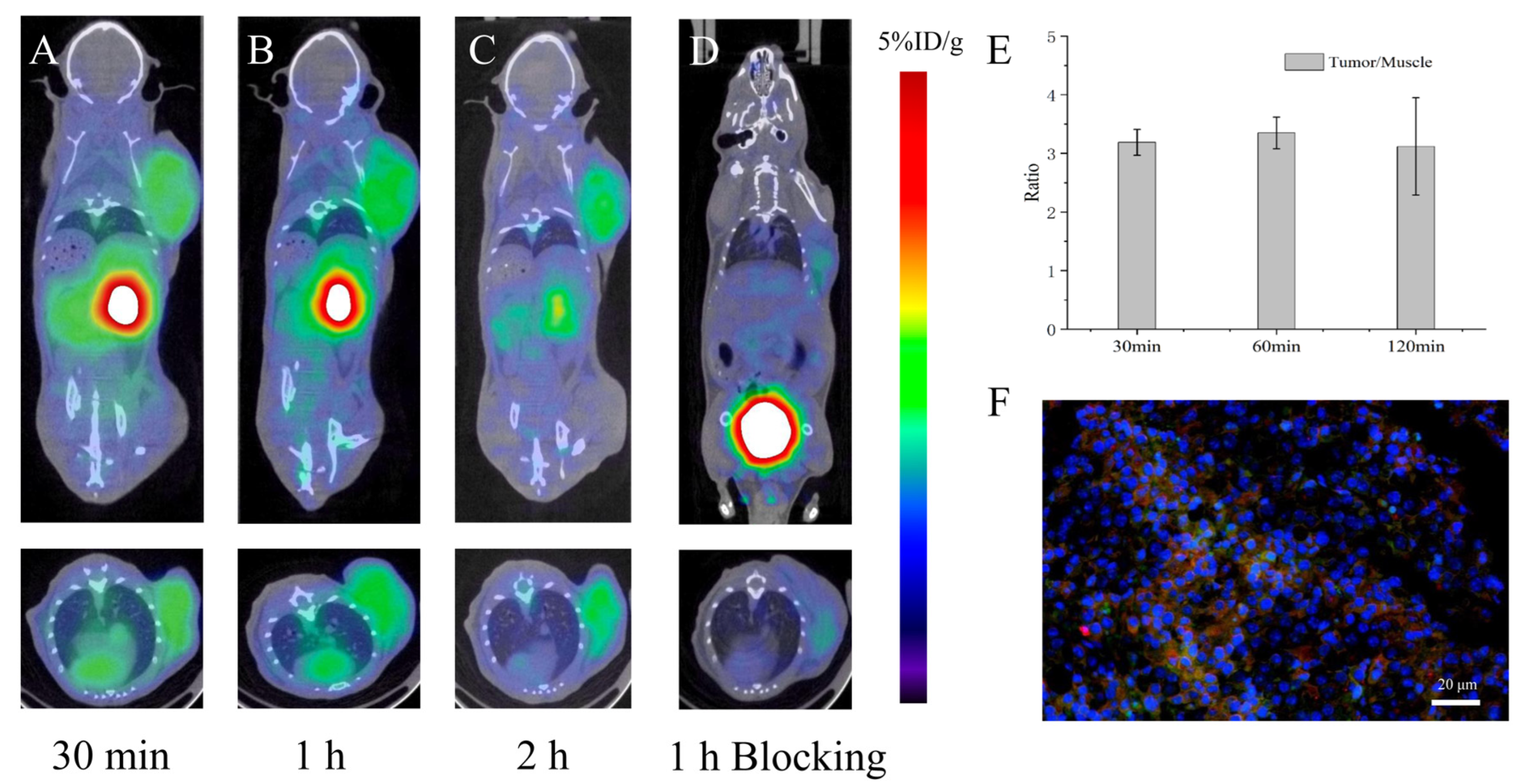 Pharmaceutics 14 02511 g004 Pharmaceutics 14 02511 g004