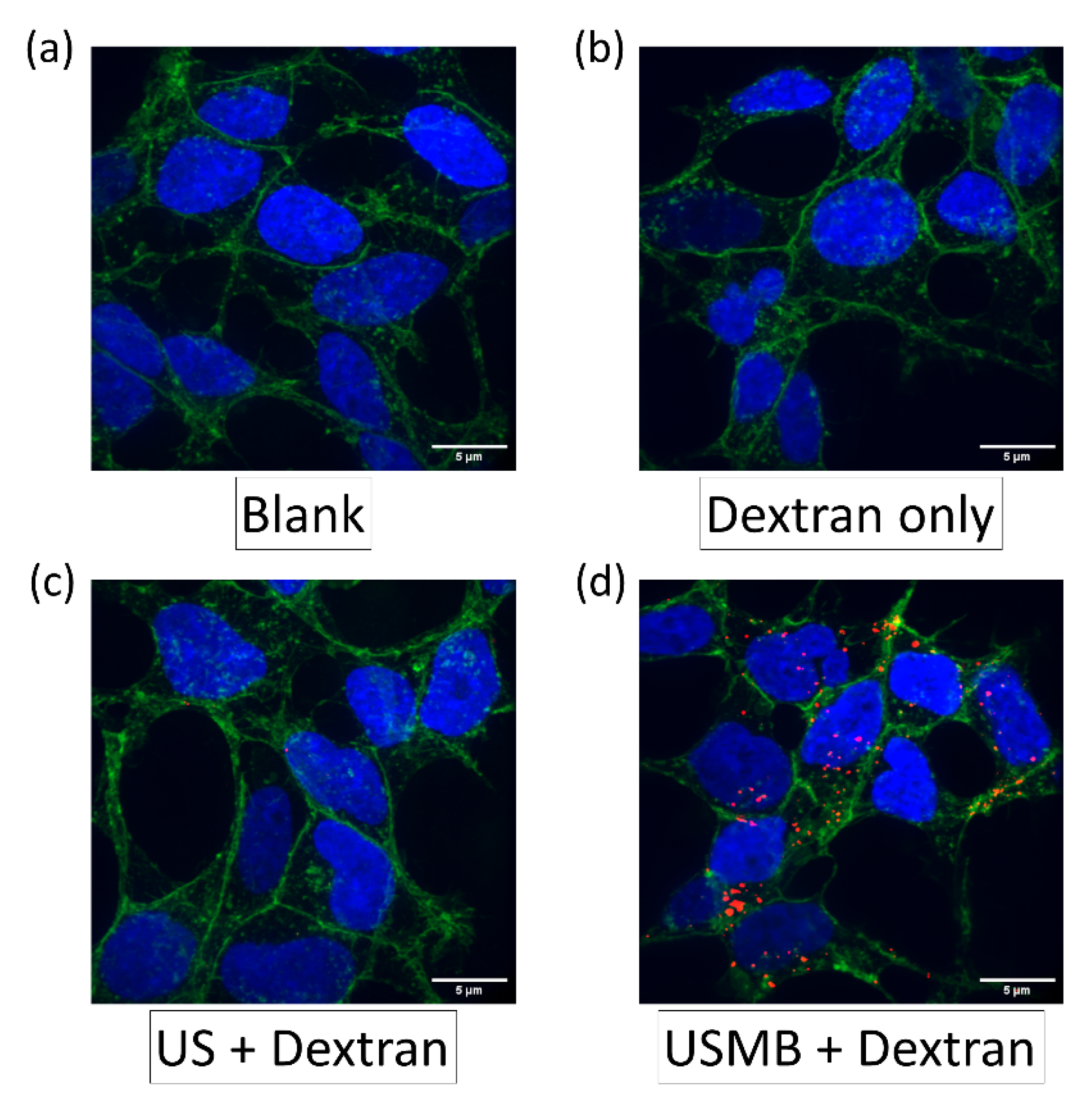 Pharmaceutics 14 02516 g004 Pharmaceutics 14 02516 g004