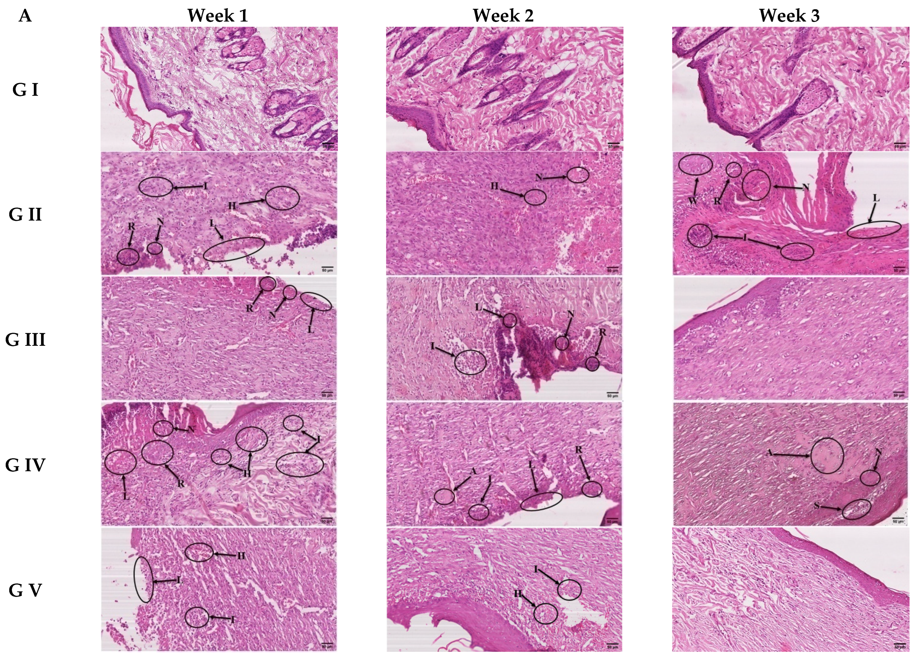 Pharmaceutics 14 02521 g011a Pharmaceutics 14 02521 g011a