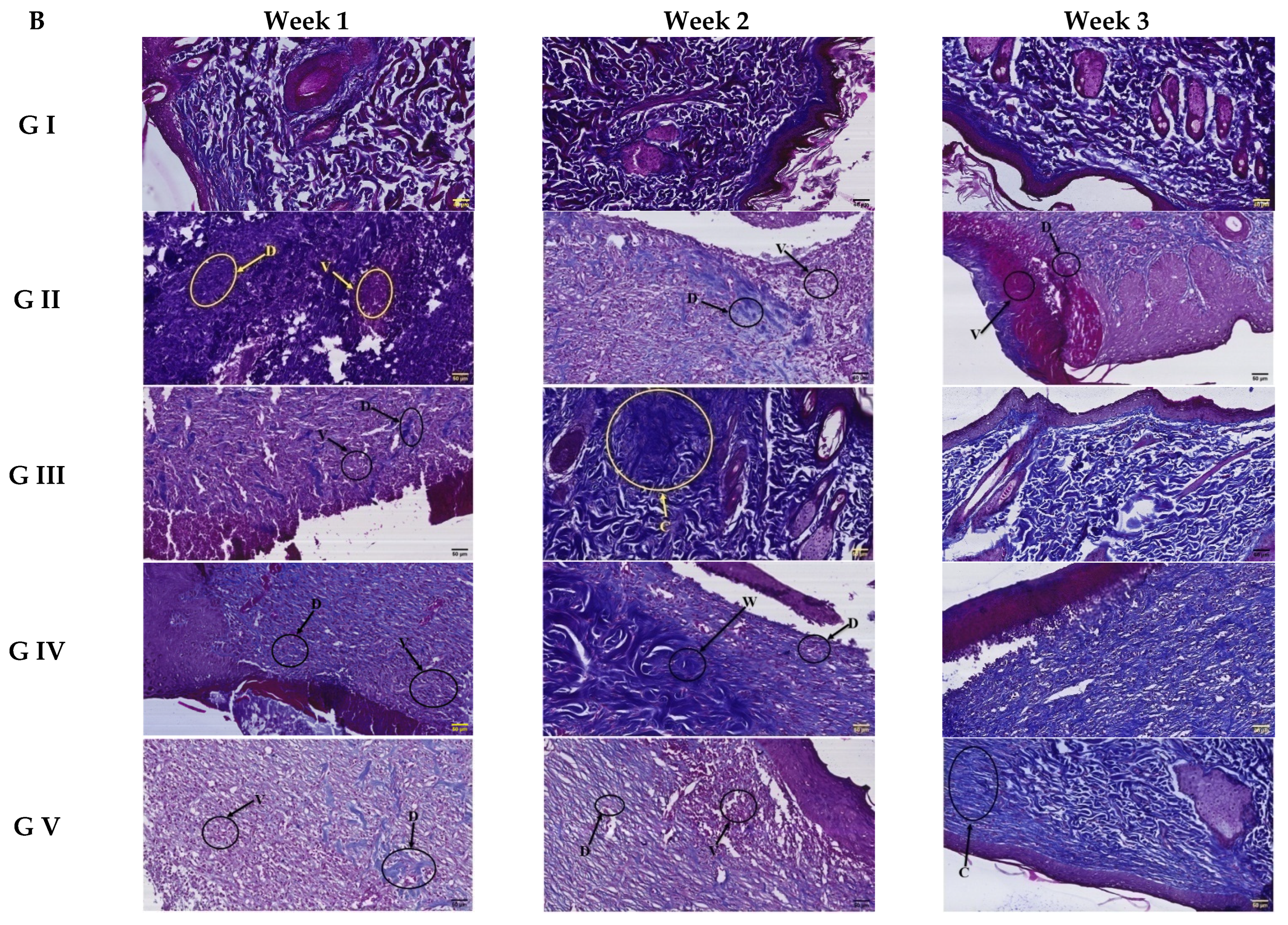 Pharmaceutics 14 02521 g011b Pharmaceutics 14 02521 g011b