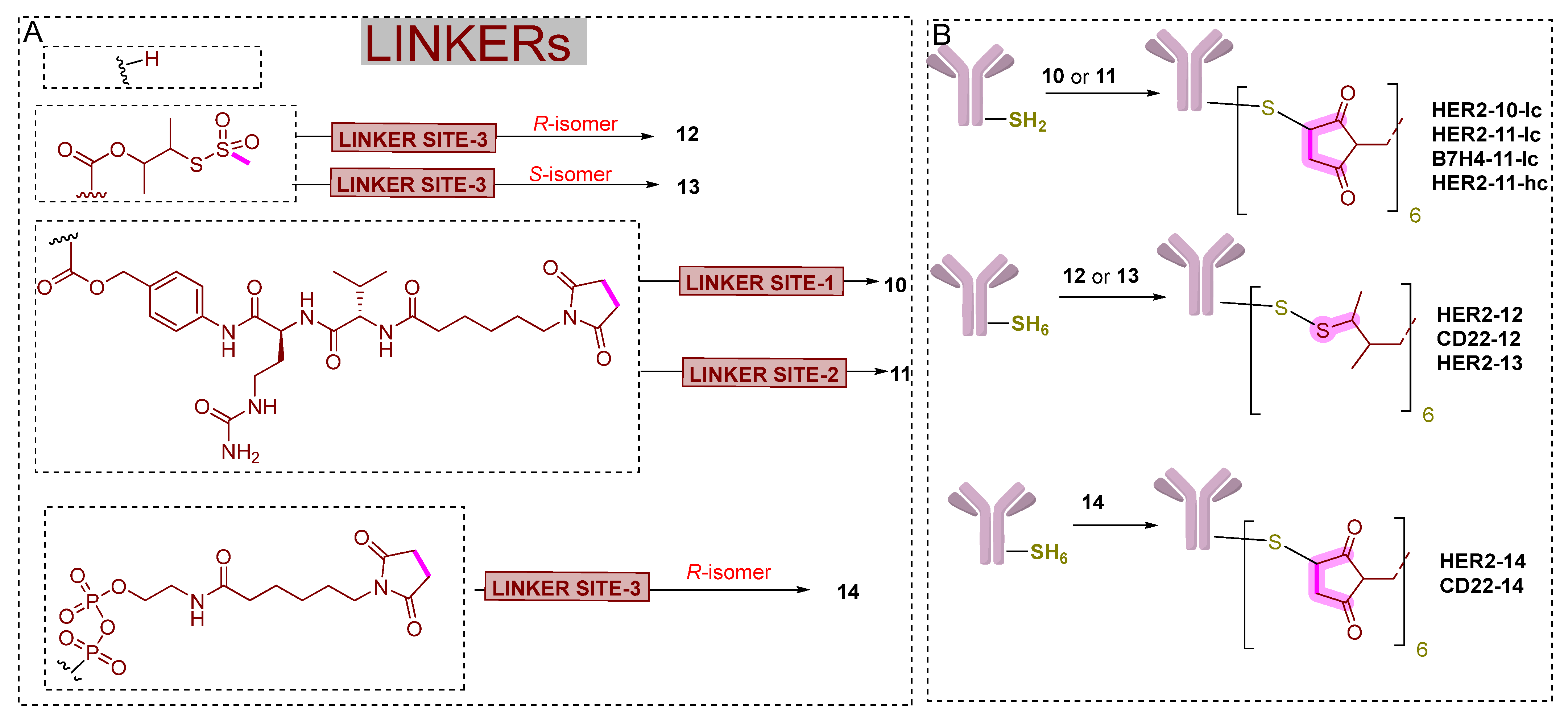 Pharmaceutics Free Full Text Estrogen Receptor alpha