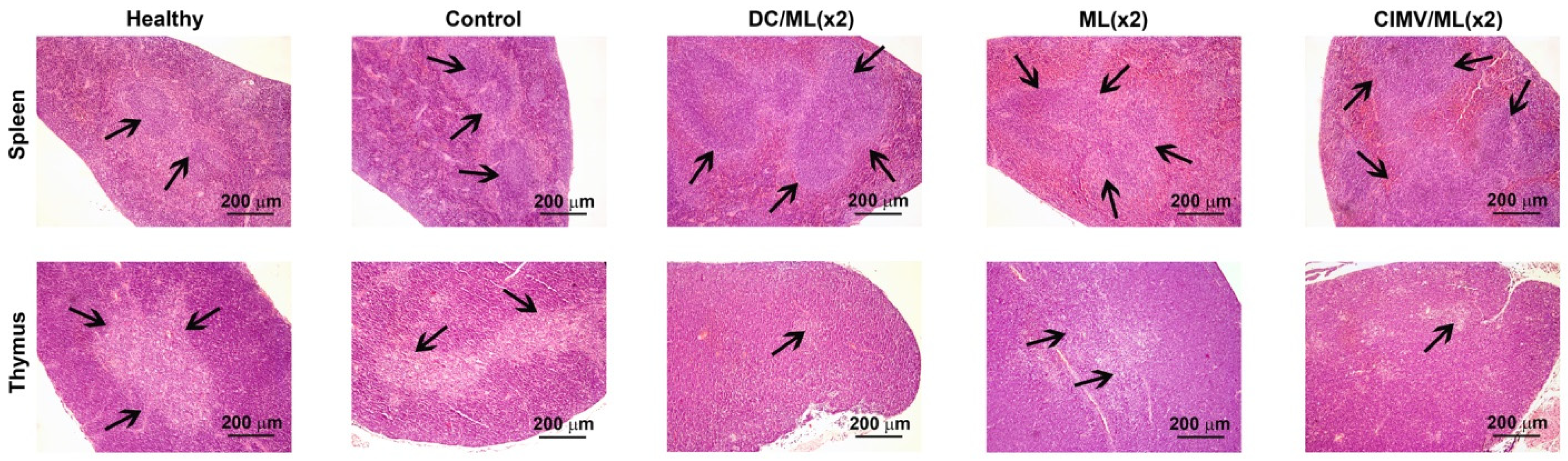 Pharmaceutics 14 02542 g005 Pharmaceutics 14 02542 g005