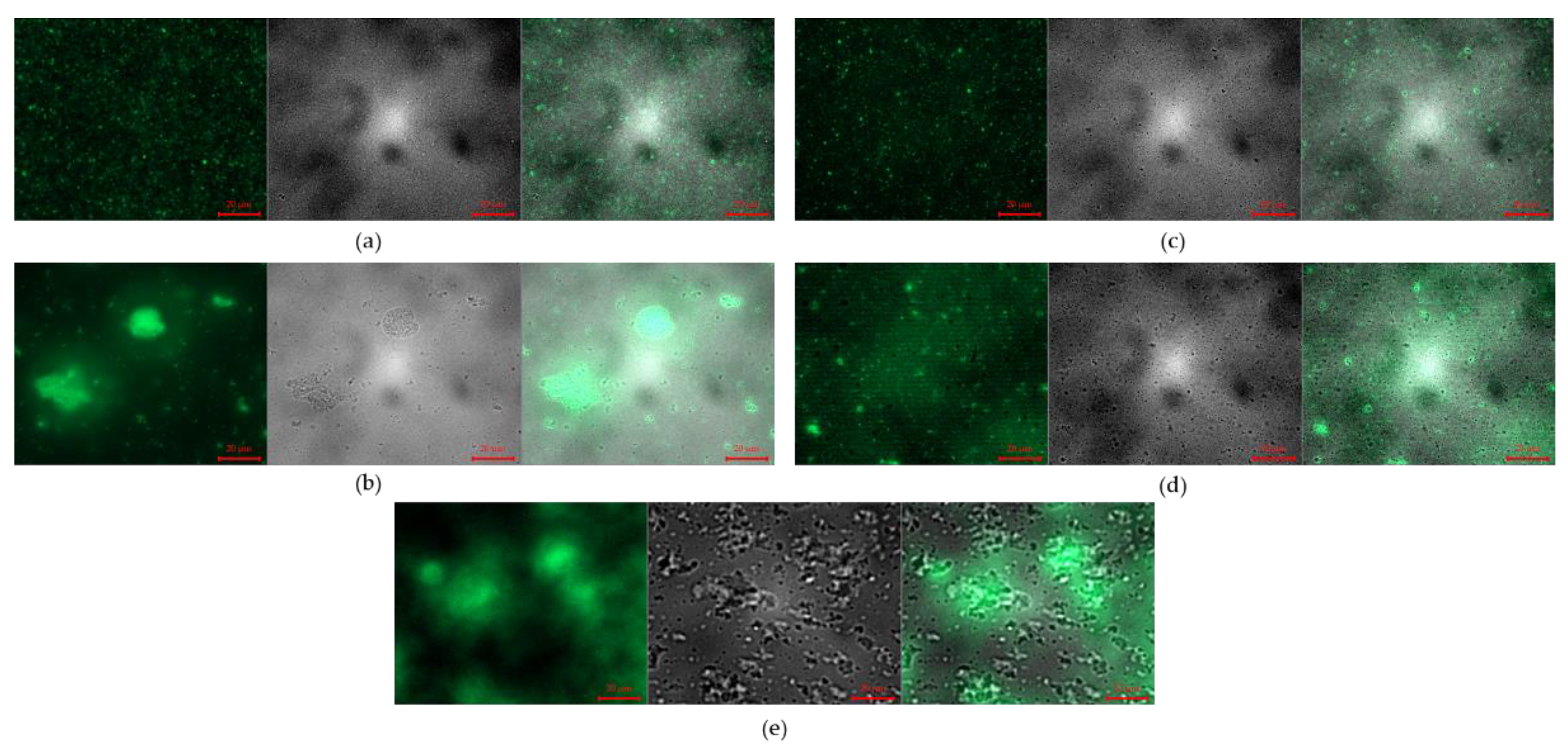 Pharmaceutics 14 02548 g004