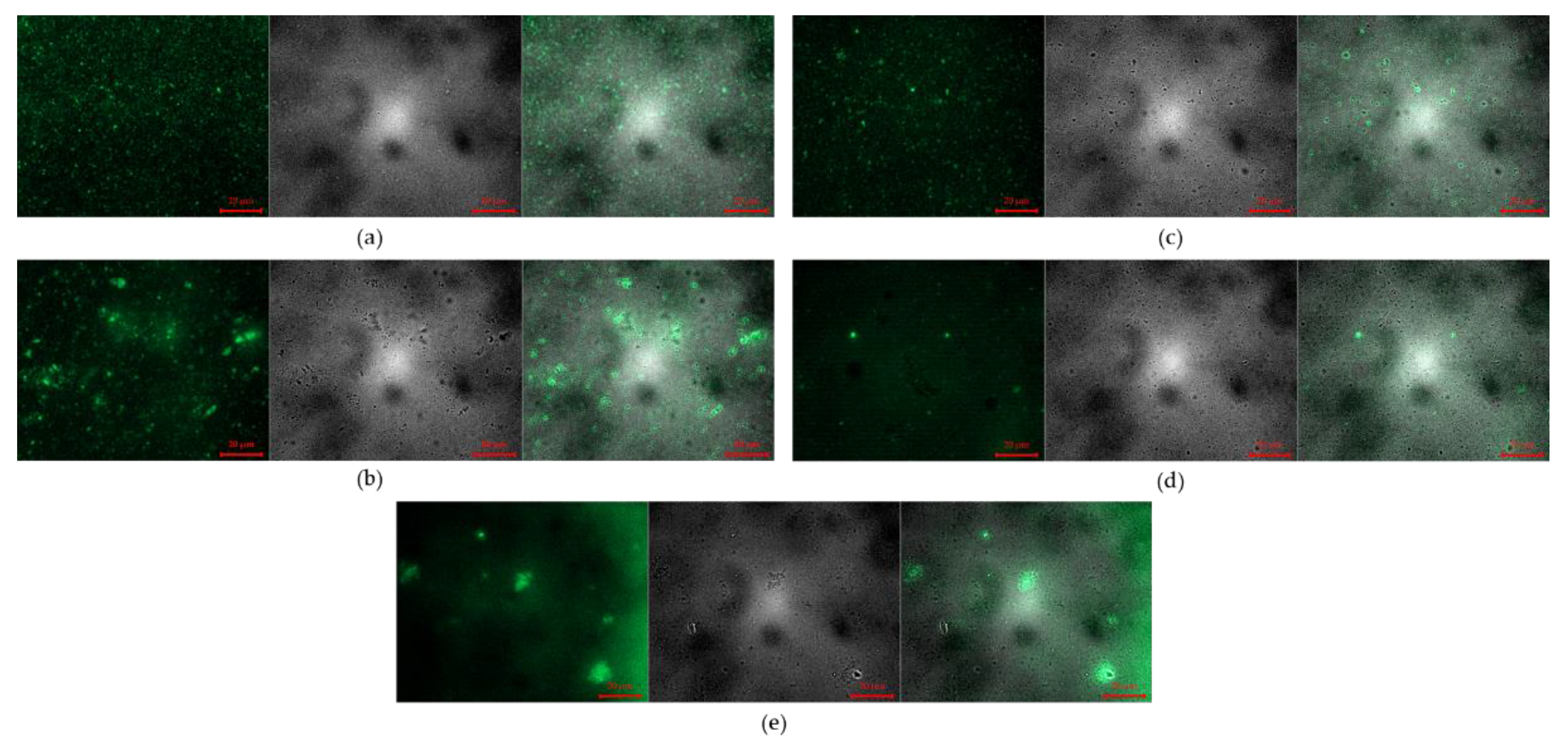 Pharmaceutics 14 02548 g005