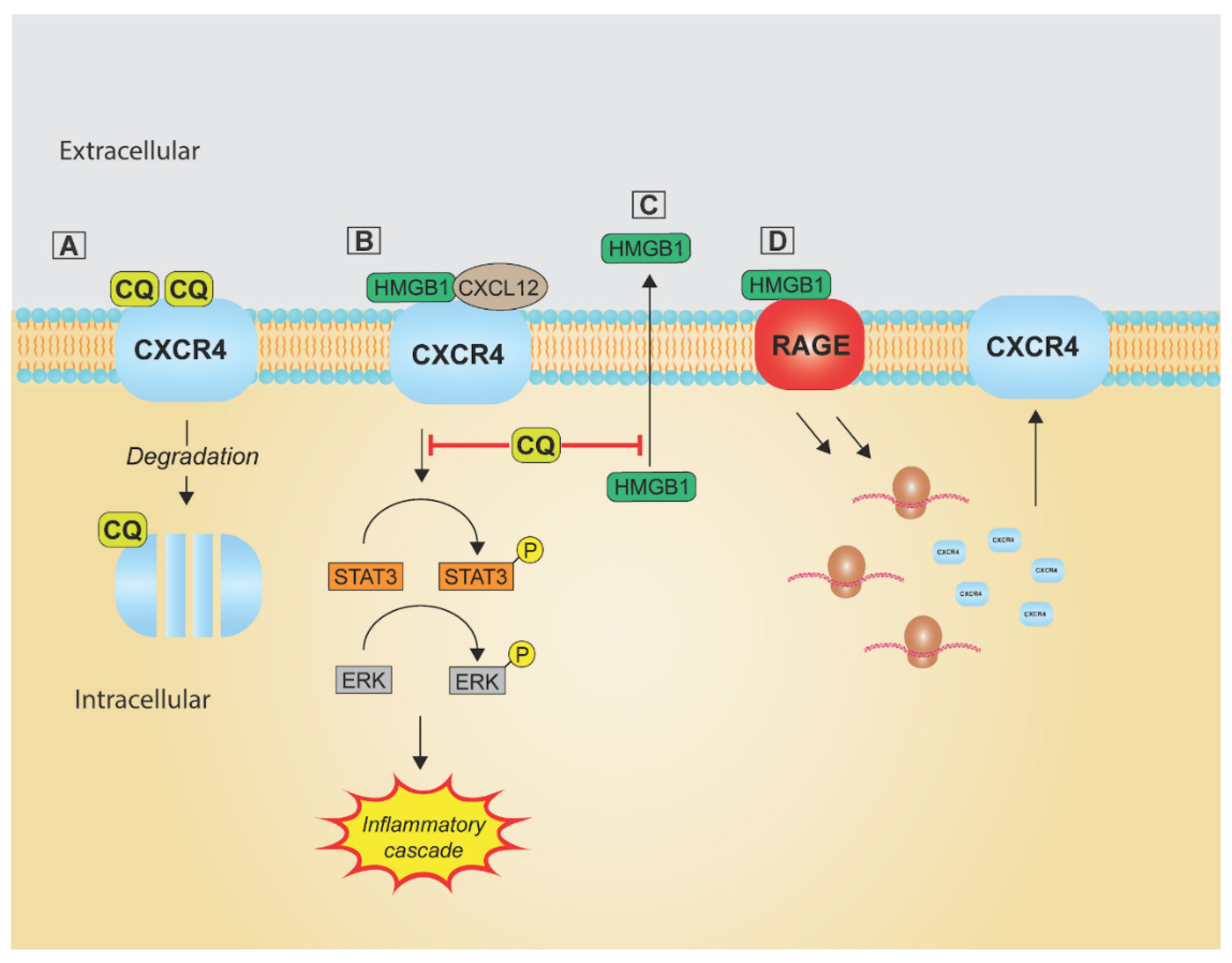 Pharmaceutics 14 02551 g005 Pharmaceutics 14 02551 g005